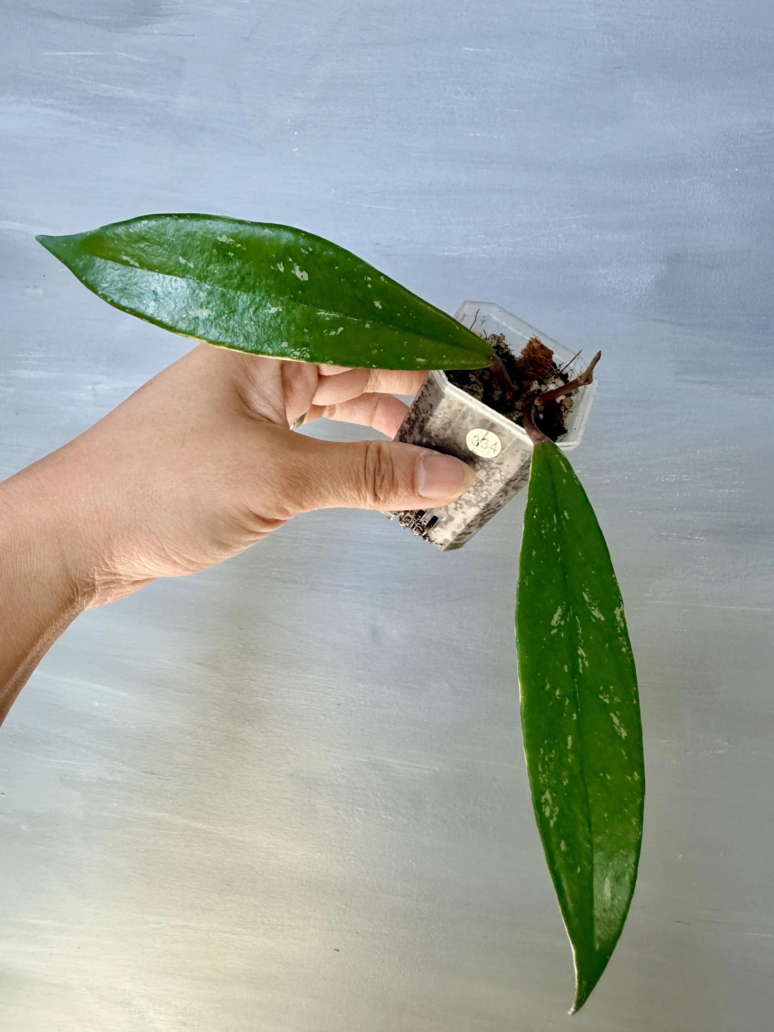 Hoya pubicalyx ‘Royal Hawaiian Purple’ Albo Splash PSP-334