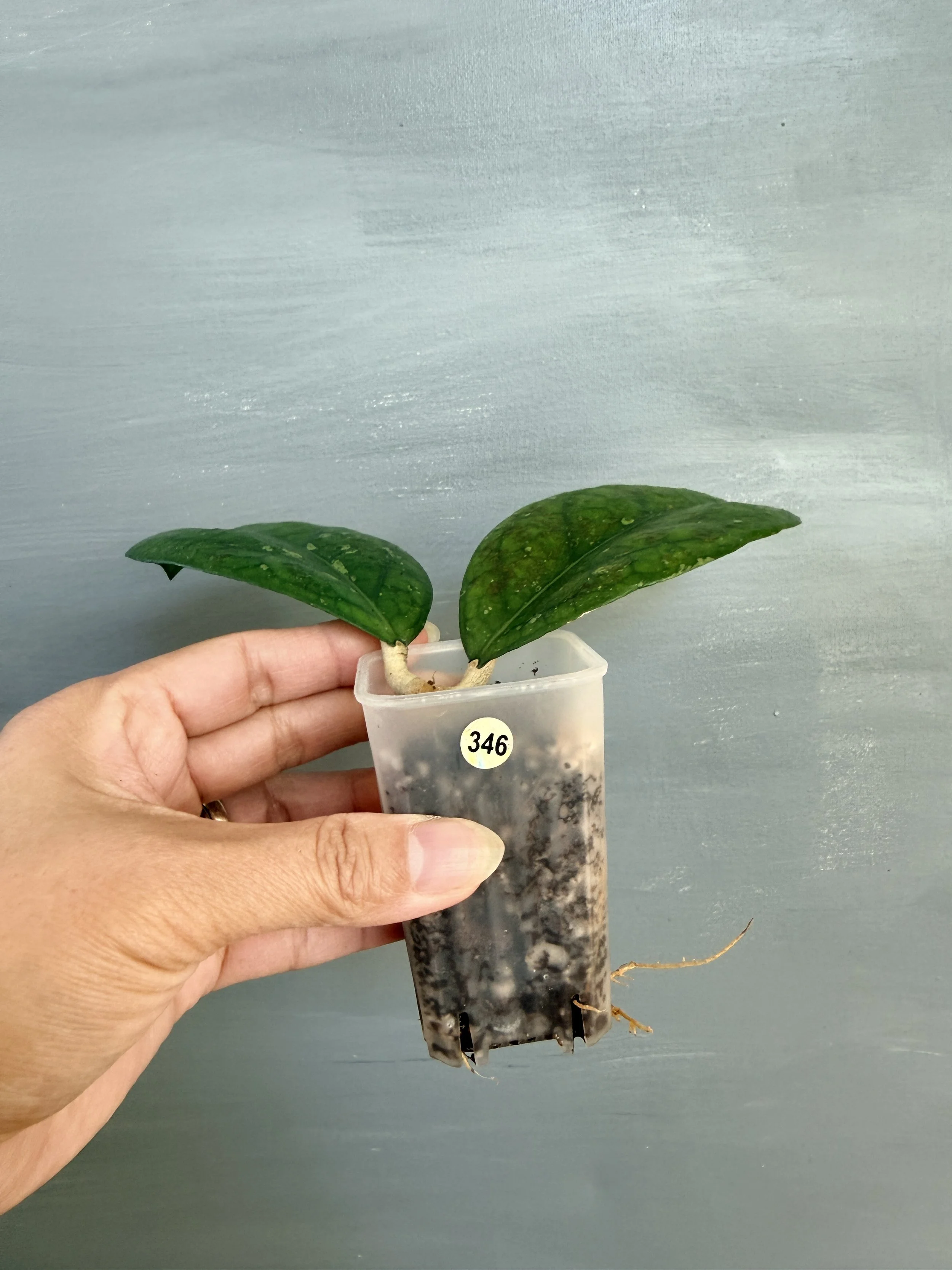 Hoya AH 099 PSP-346