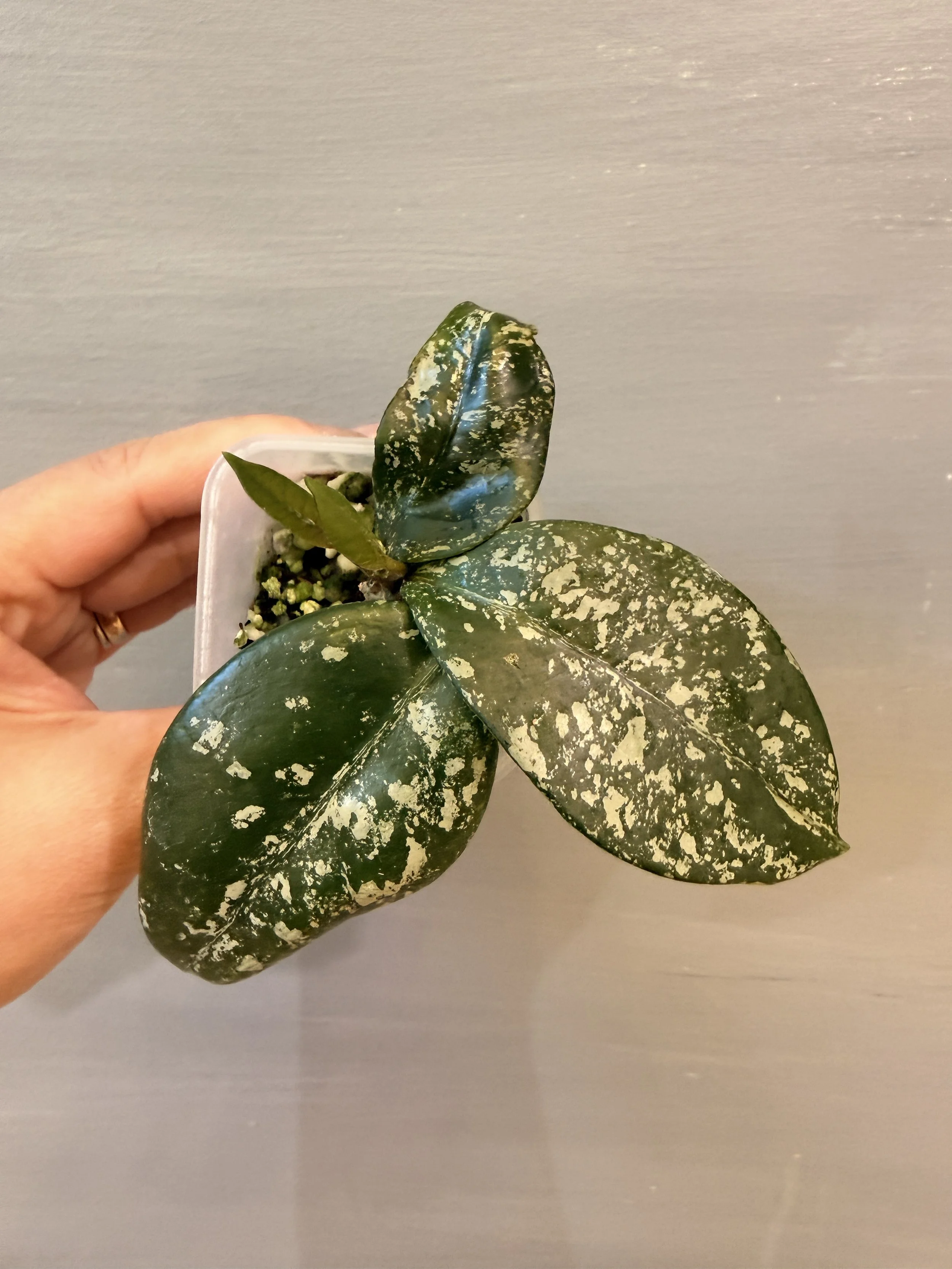 Hoya carnosa ‘Freckles Splash’ PSP-573
