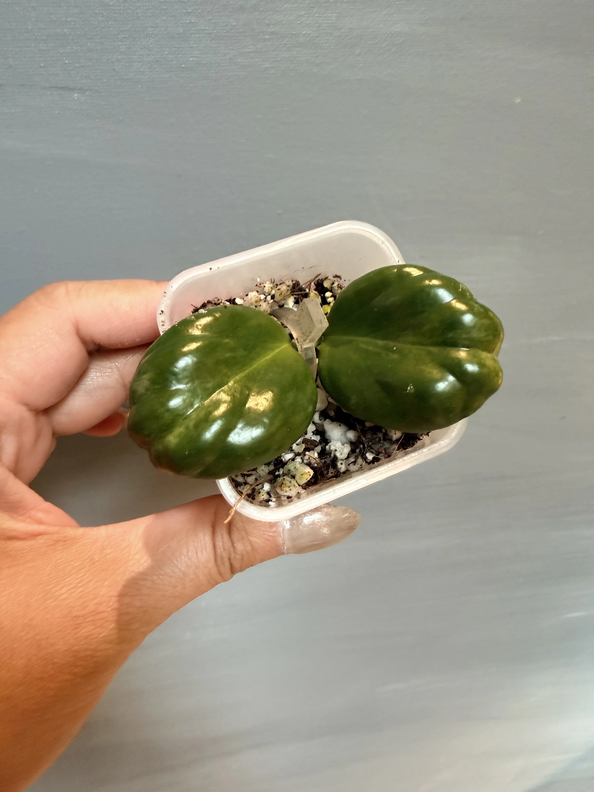 Hoya ‘Clamshell’ (NoID) PSP-450