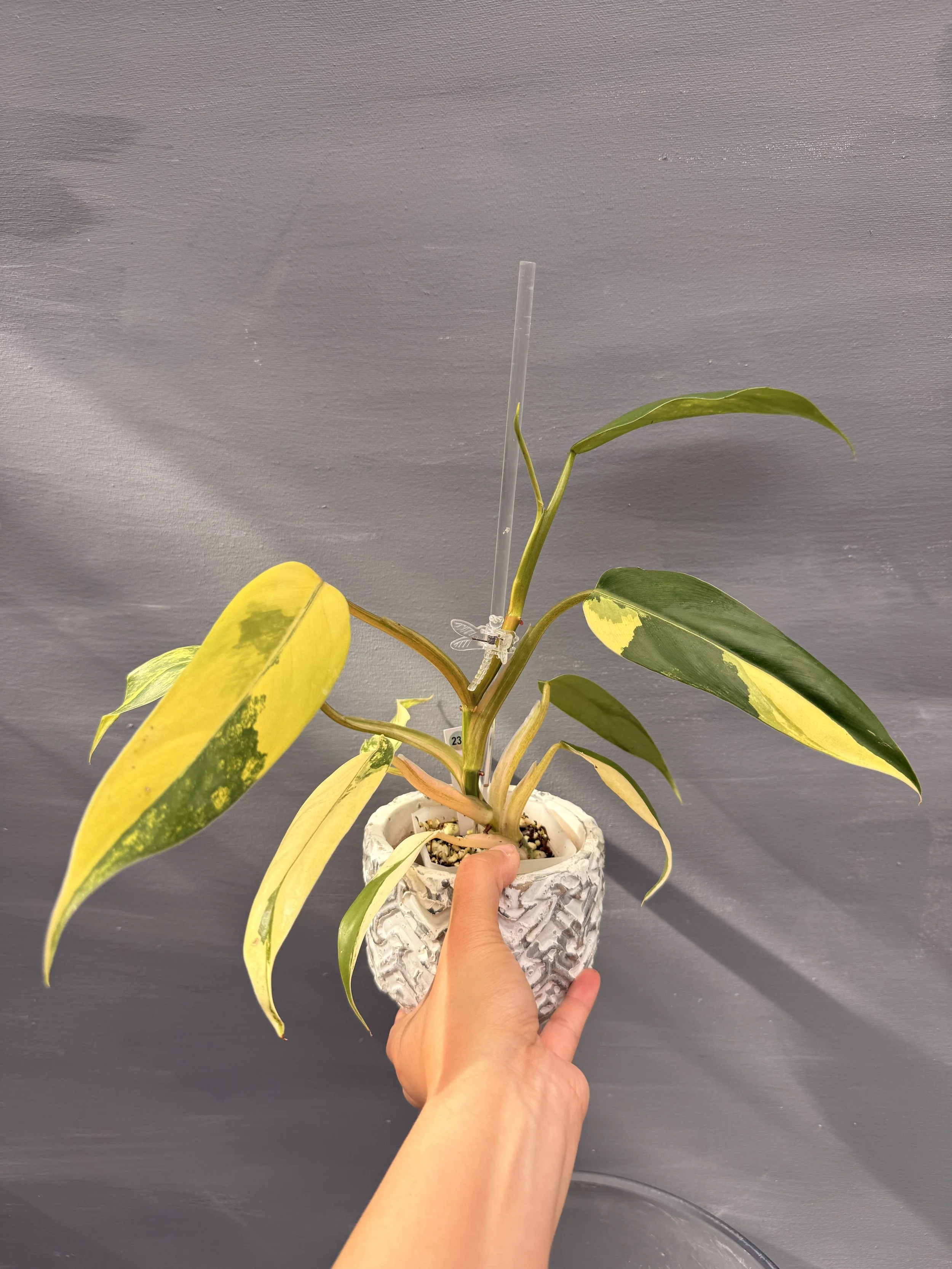 Philodendron domesticum ‘Variegated’ PSP-233