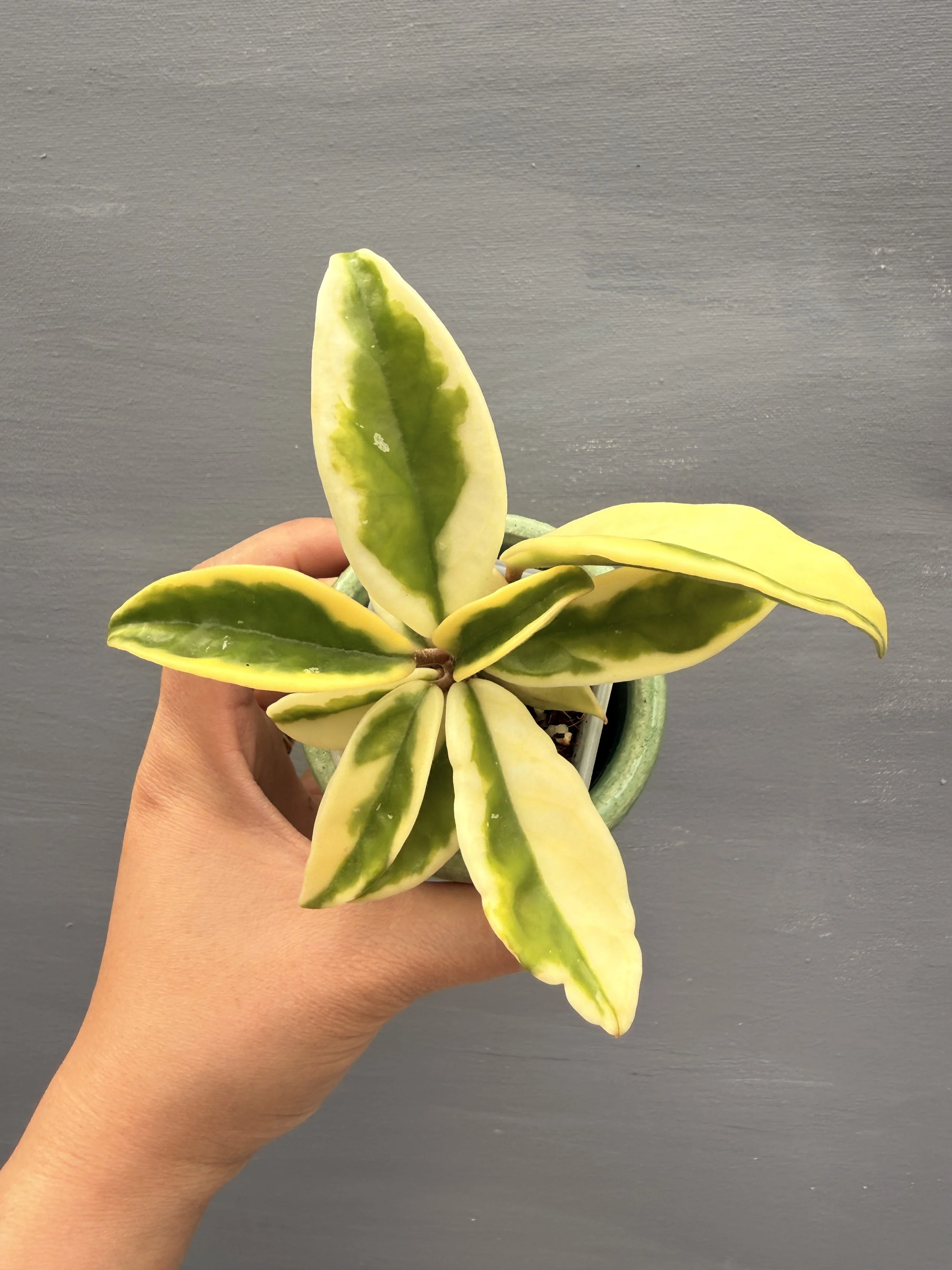 Hoya ‘Suzie Q’ PSP-224