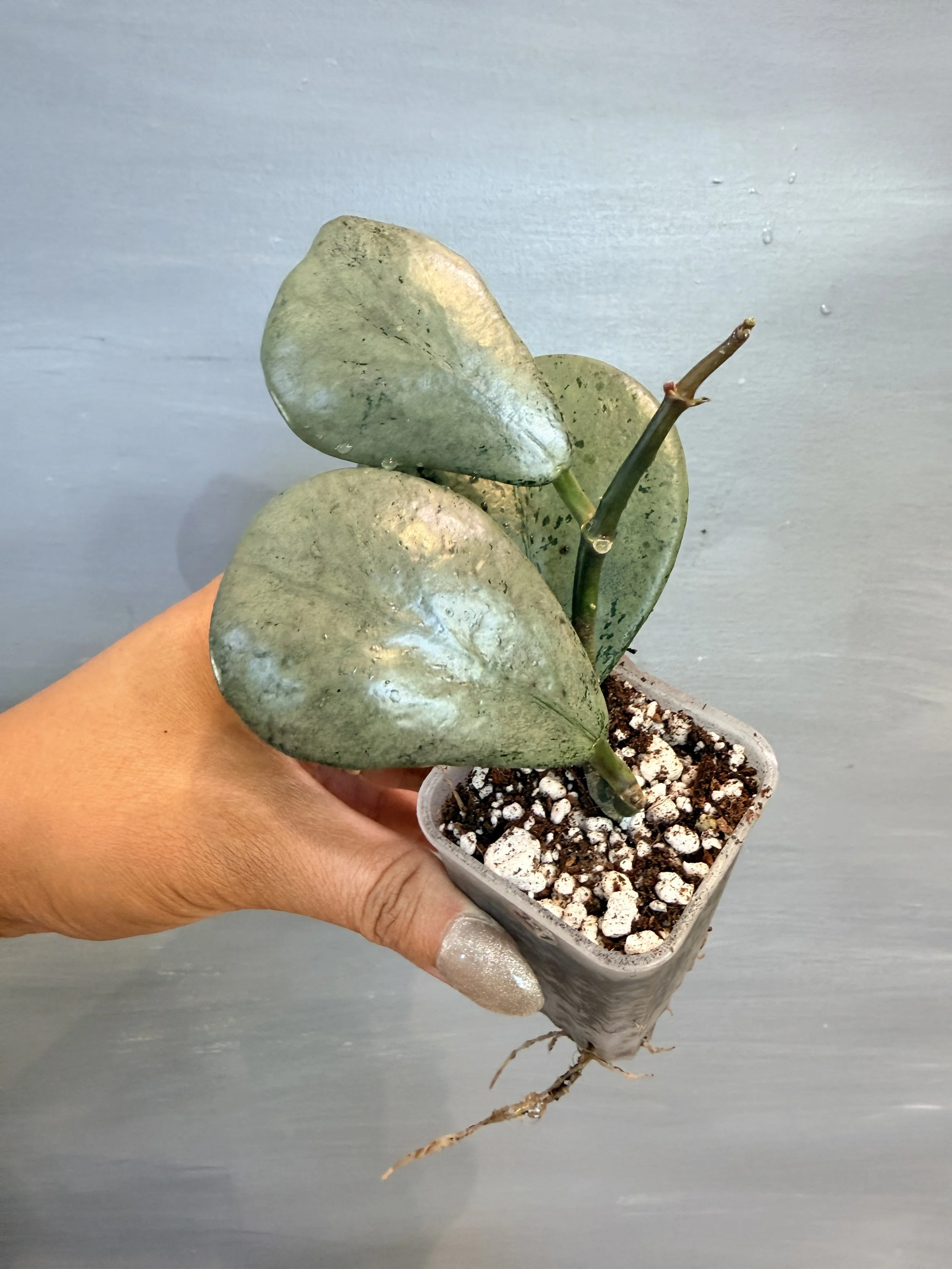 Hoya sp. ‘Chiang Dao Silver’ PSP-321