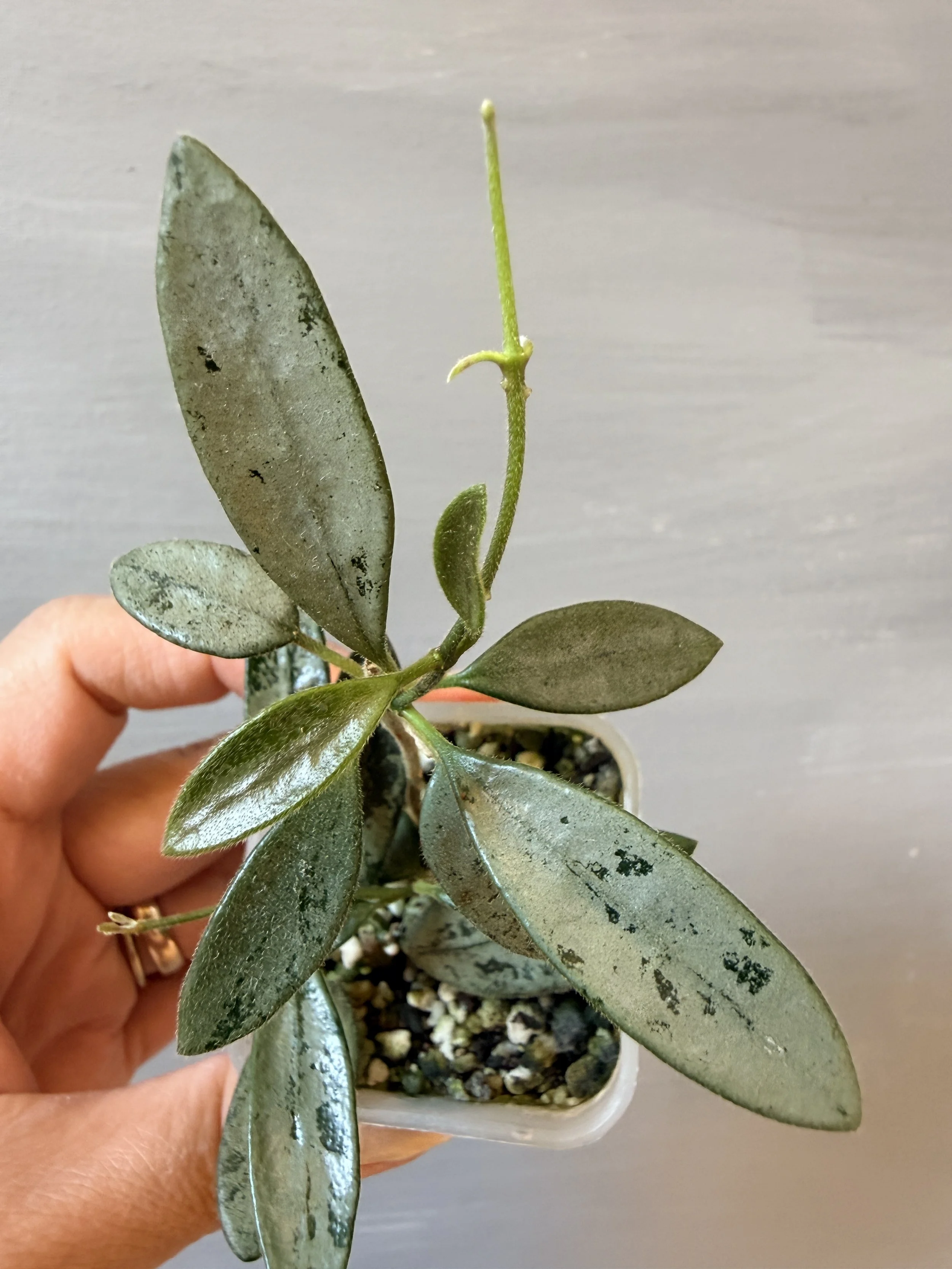 Hoya sp. China Silver NOID PSP-482