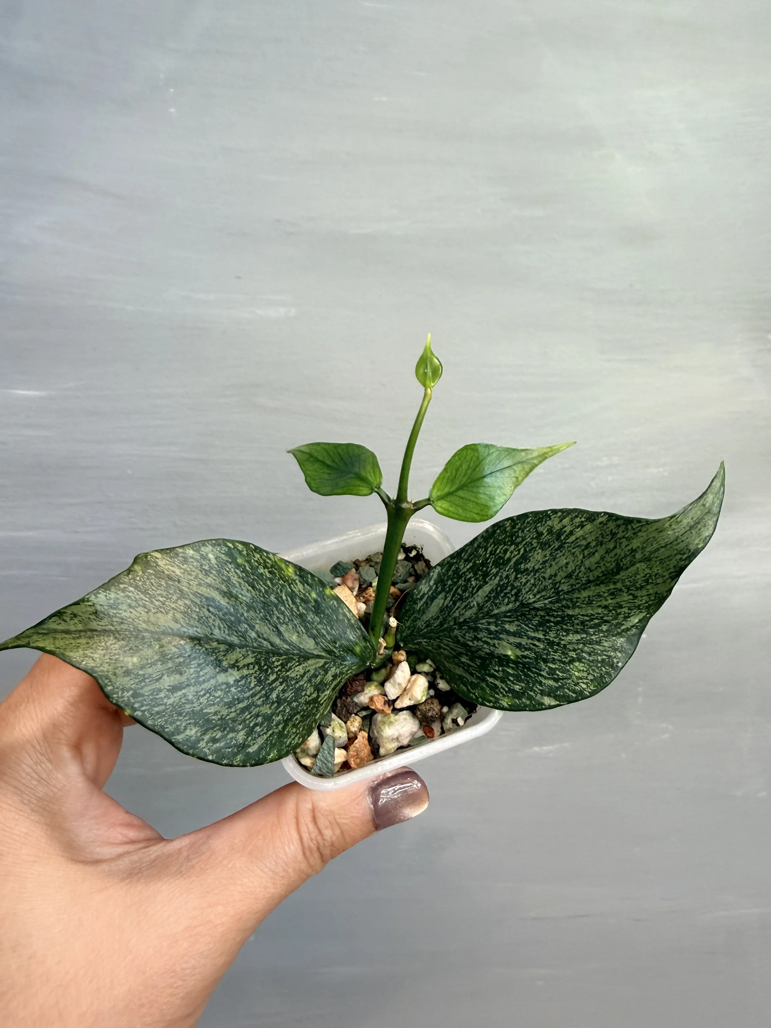 Hoya polyneura ‘Broget’ Silver PSP-162