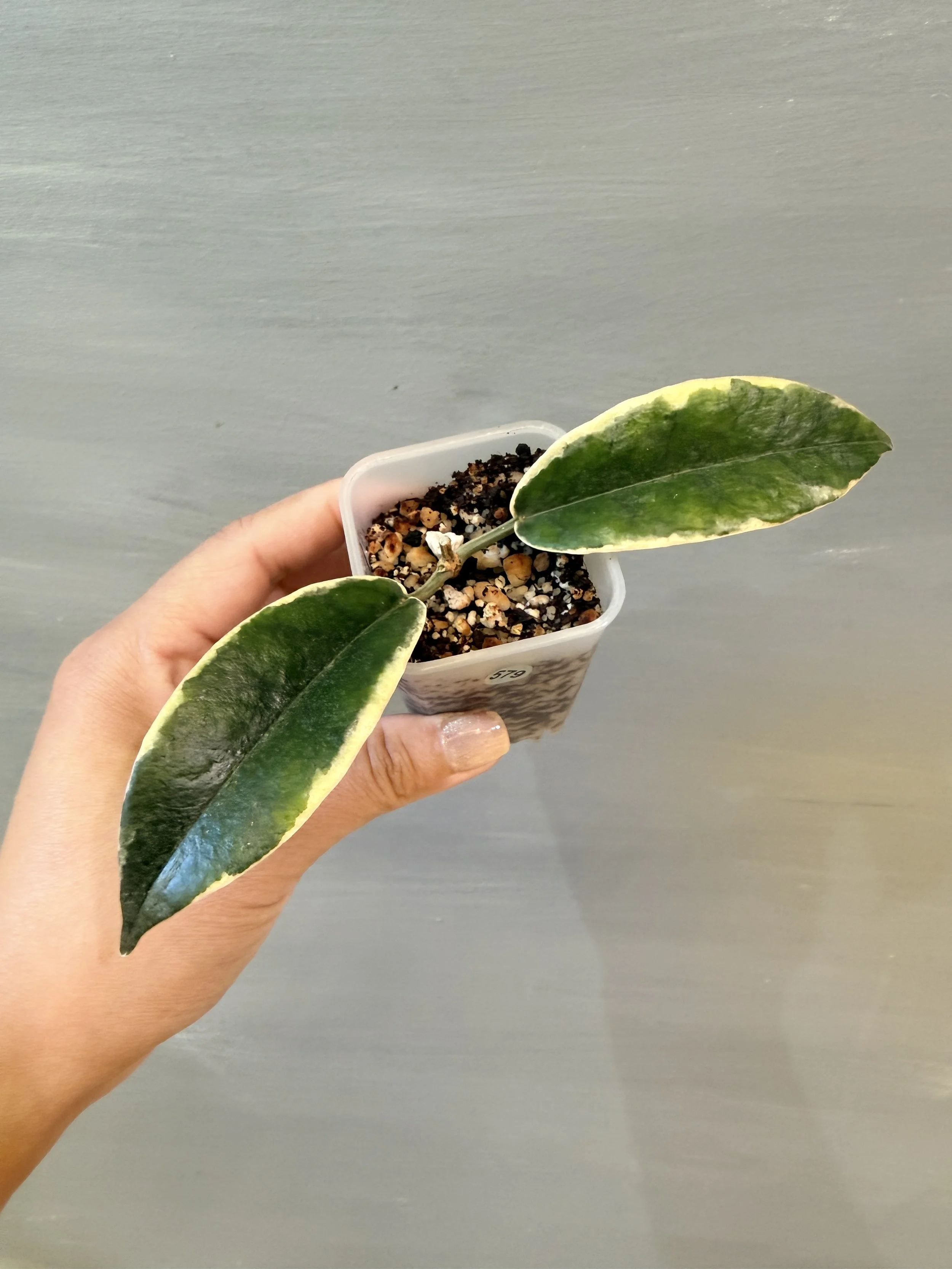 Hoya archboldiana Albo PSP-579
