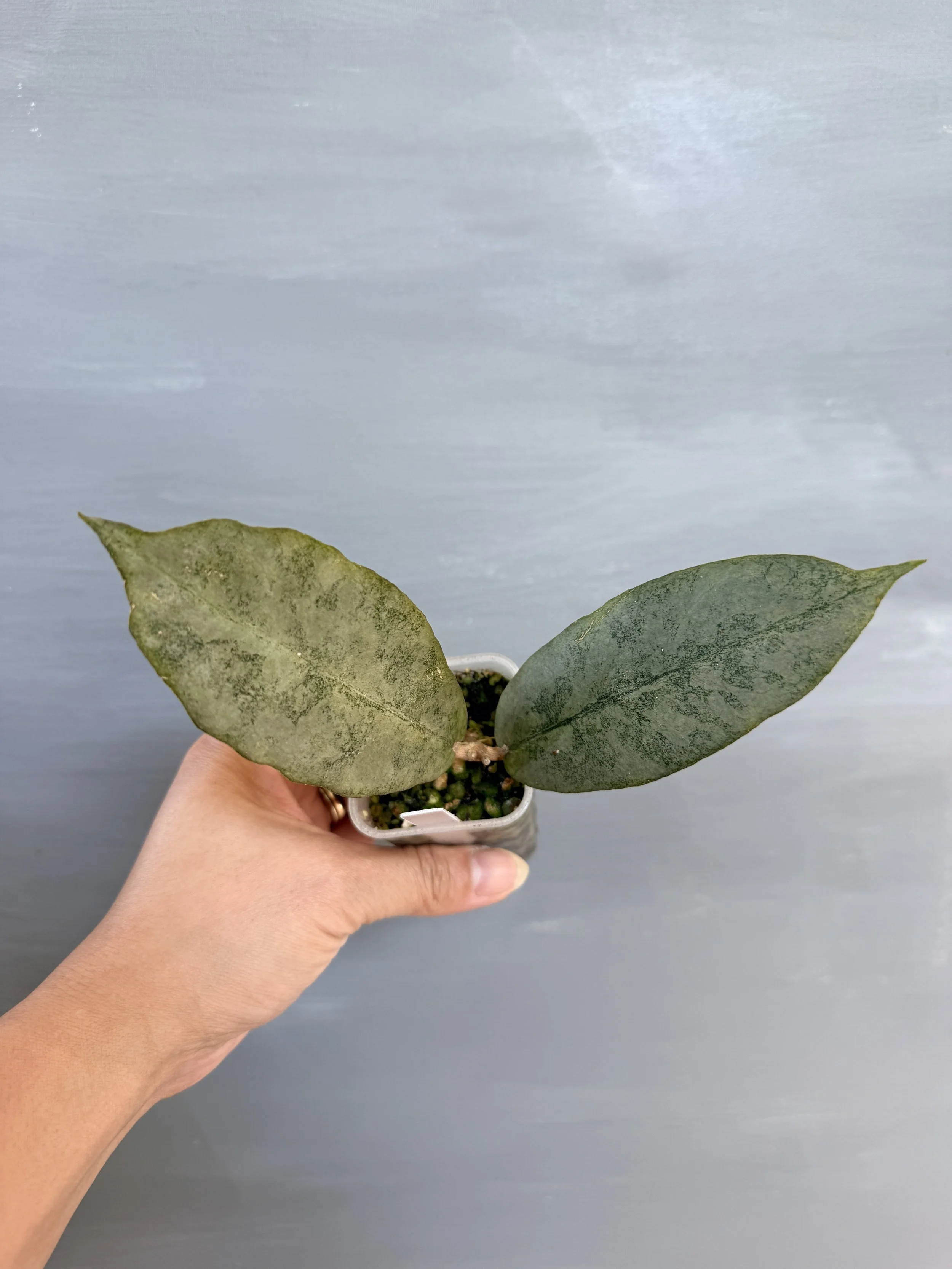 Hoya mitrata ‘Borneo Silver’ PSP-259