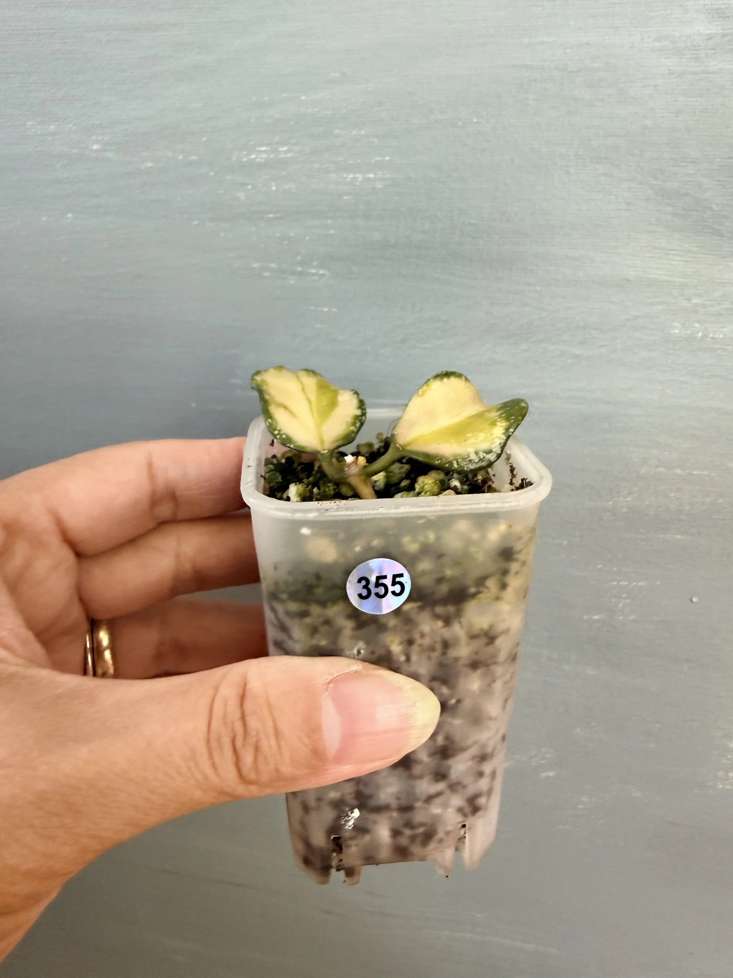 Hoya nabawanensis Variegata PSP-355