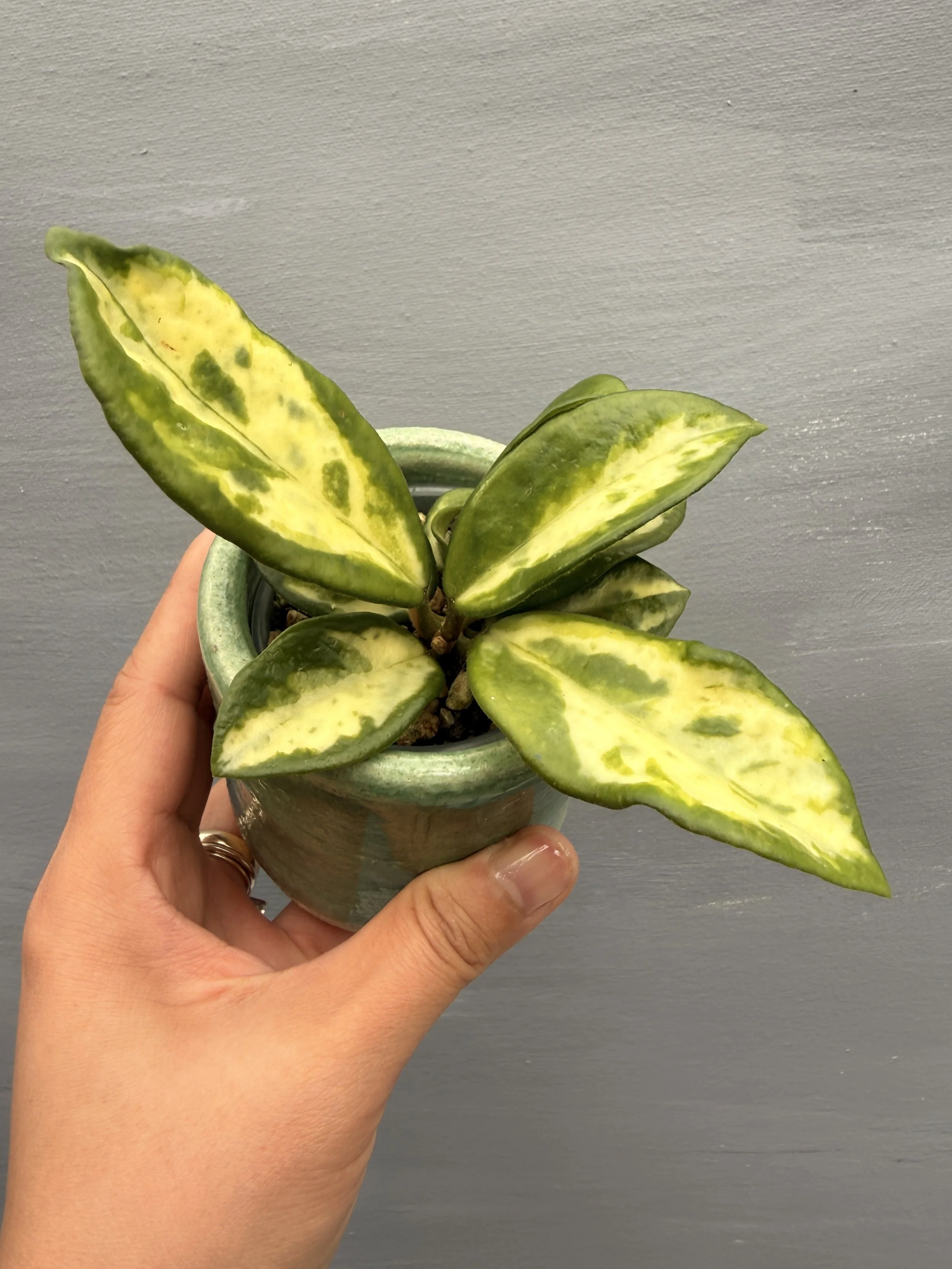 Hoya Madara Green Edge PSP-201