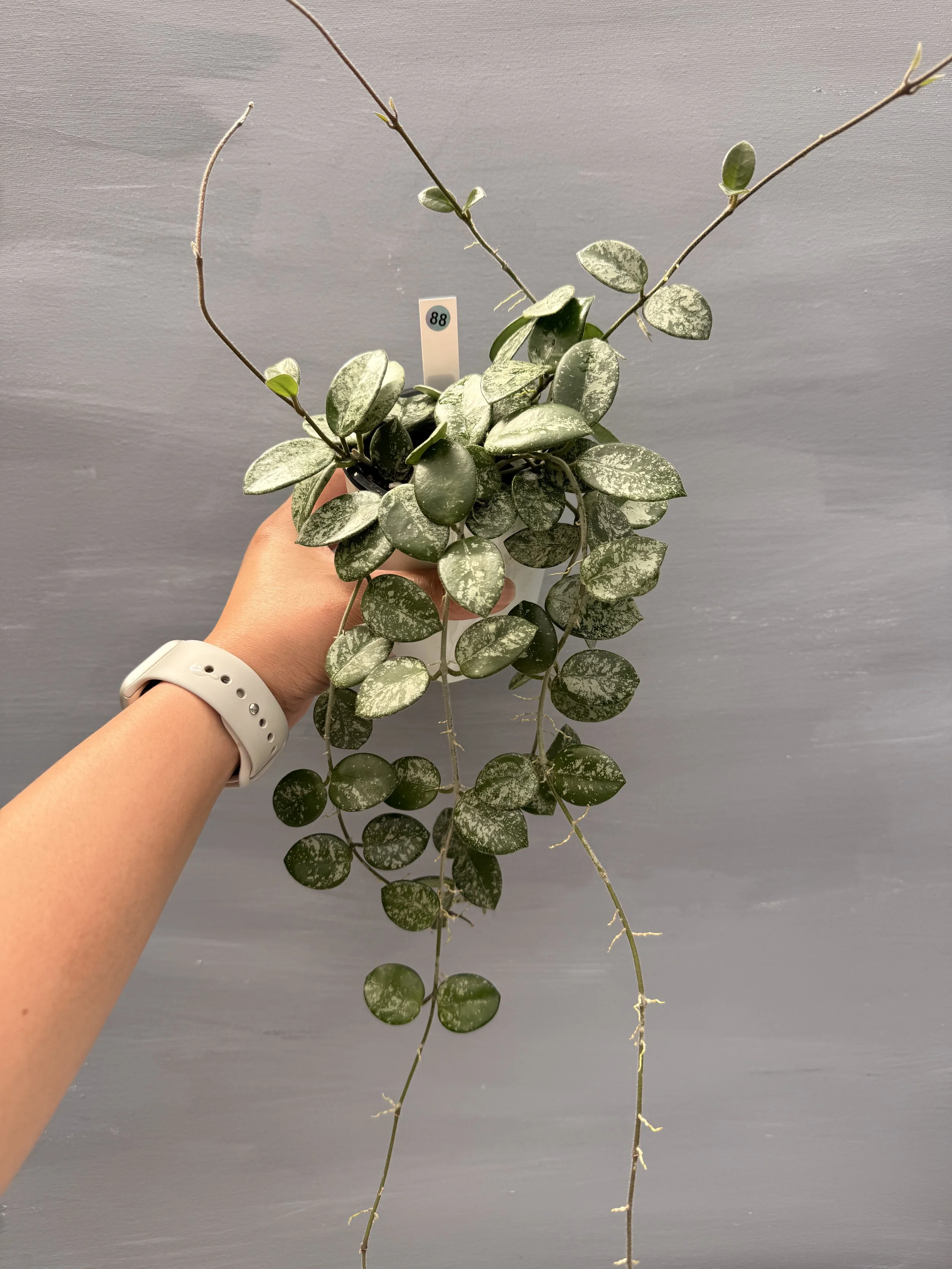 Hoya mathilde ‘Splash’ PSP-88