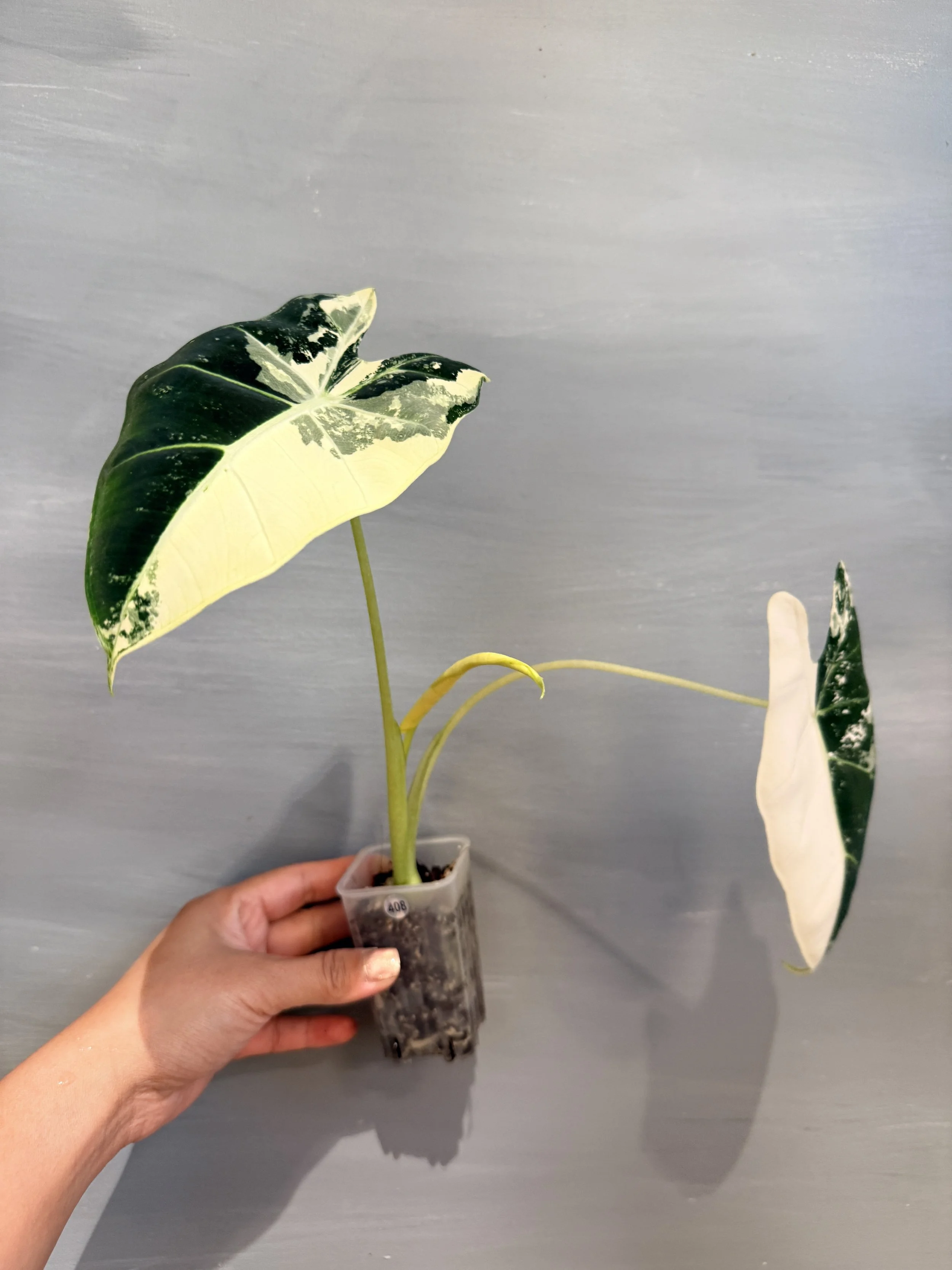 Alocasia micholitziana 'Frydek' Albo PSP-408