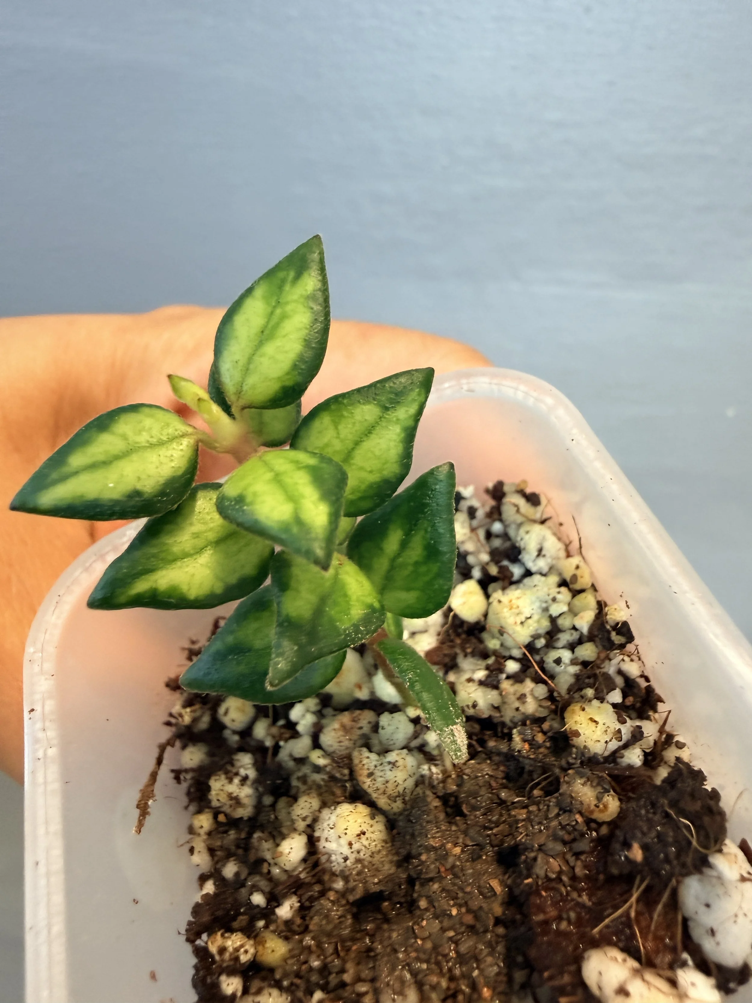 Hoya chinghungensis Variegated PSP-438