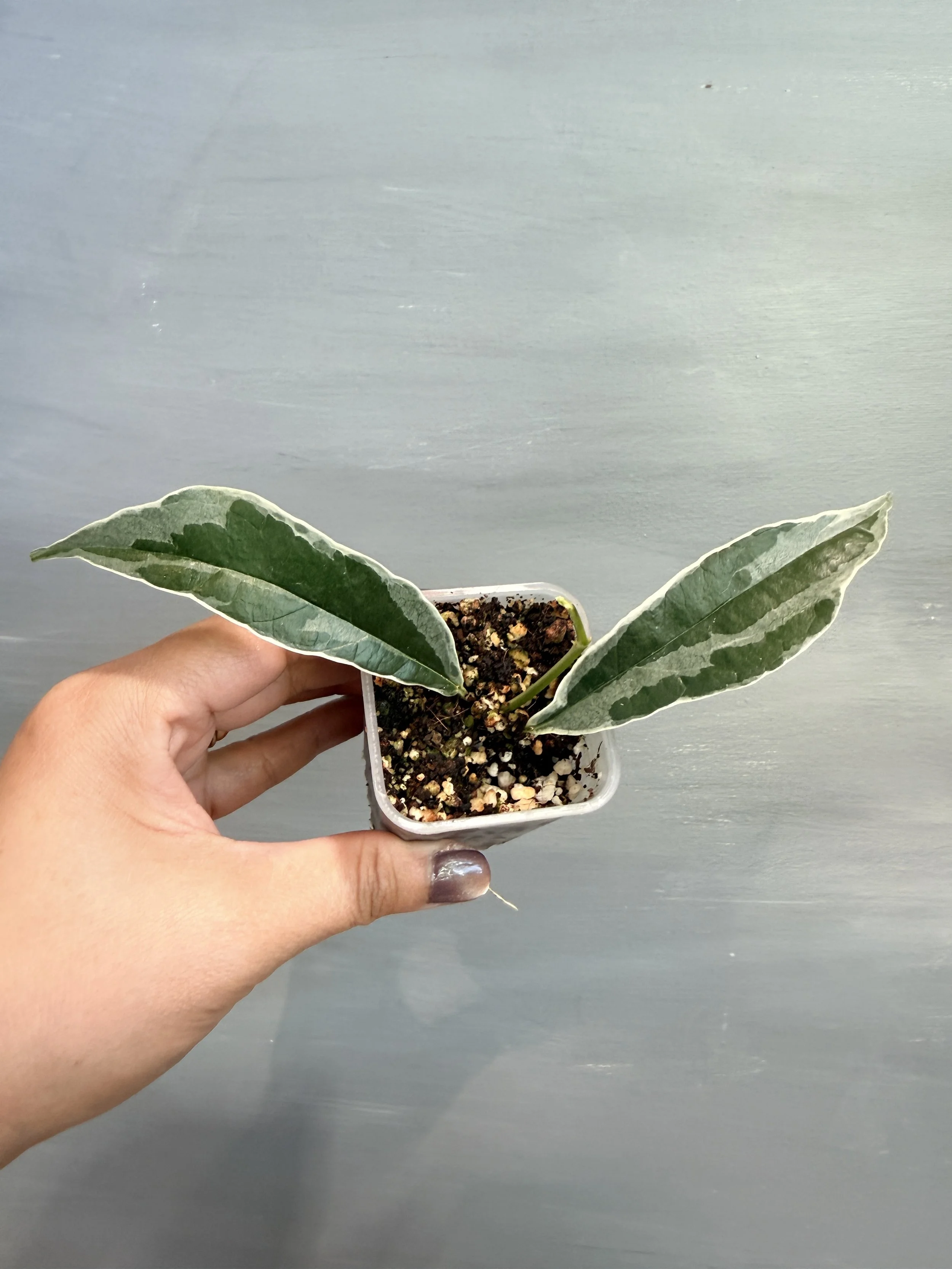 Hoya buotii Albo PSP-160