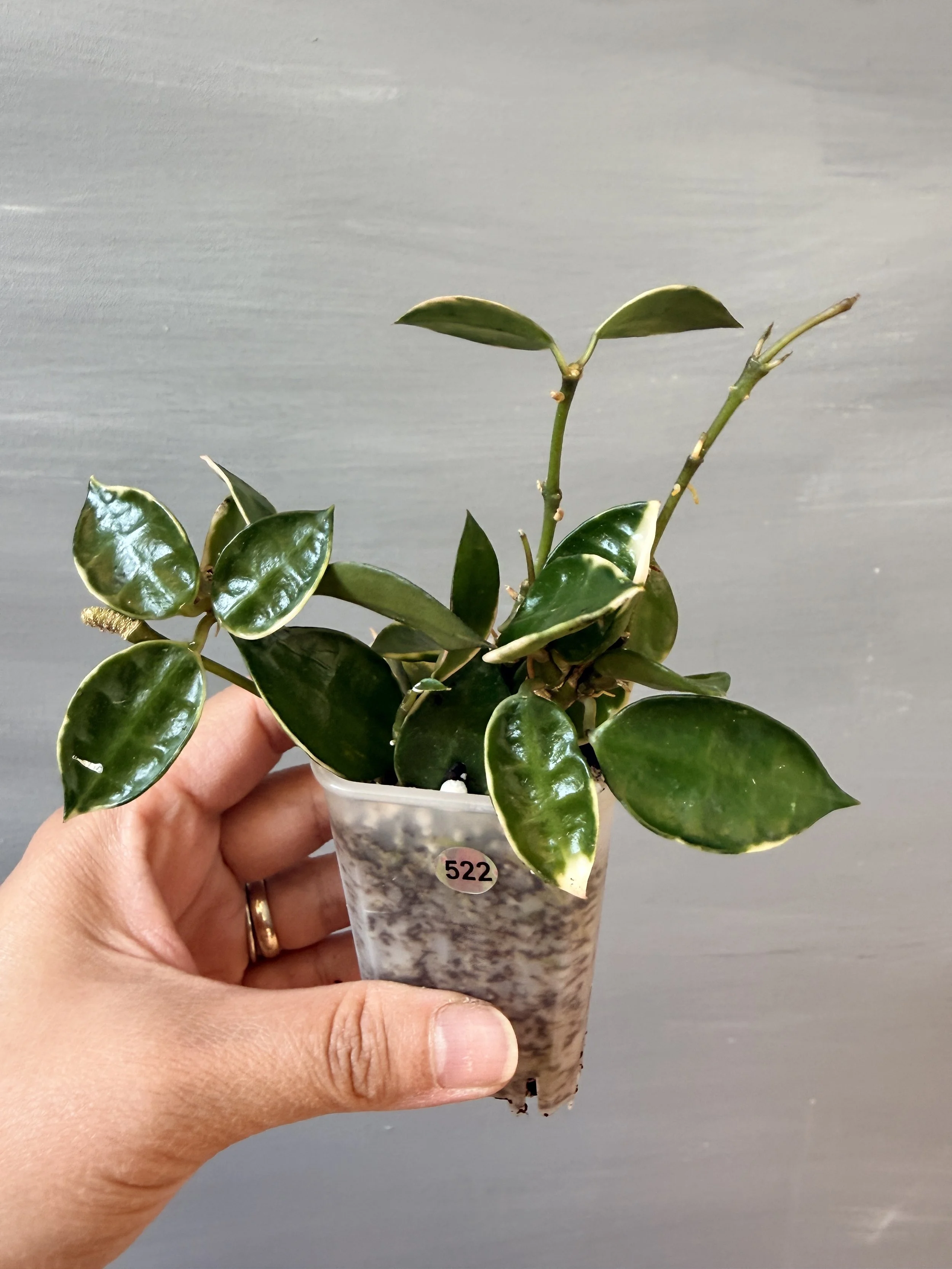 Hoya lacunosa ‘Asami’ Clone 1 PSP-522