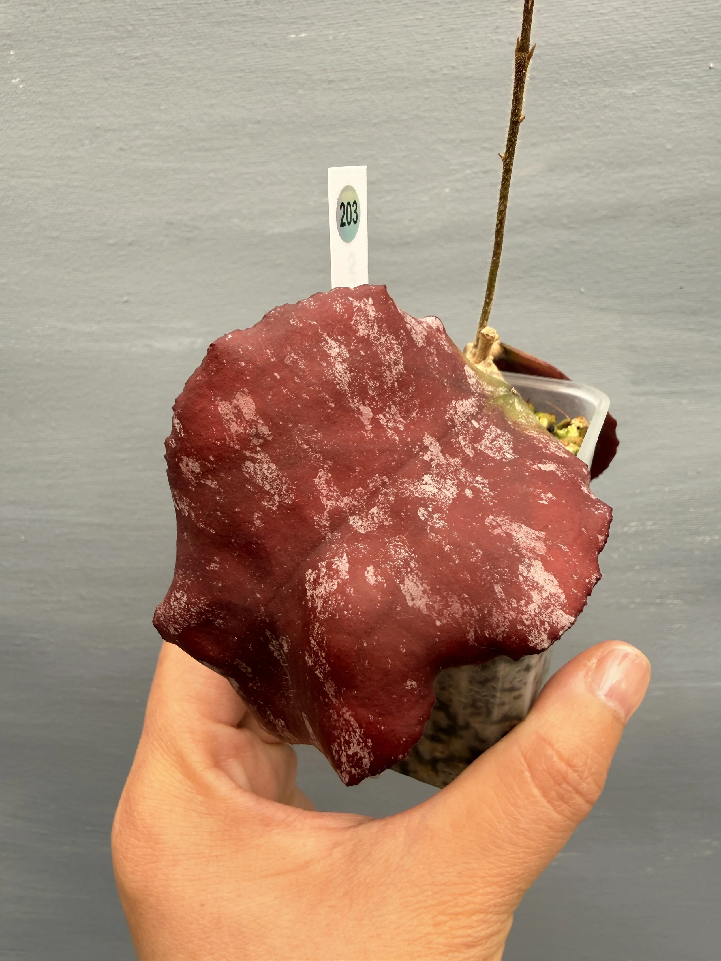 Hoya caudata Sumatra PSP-203