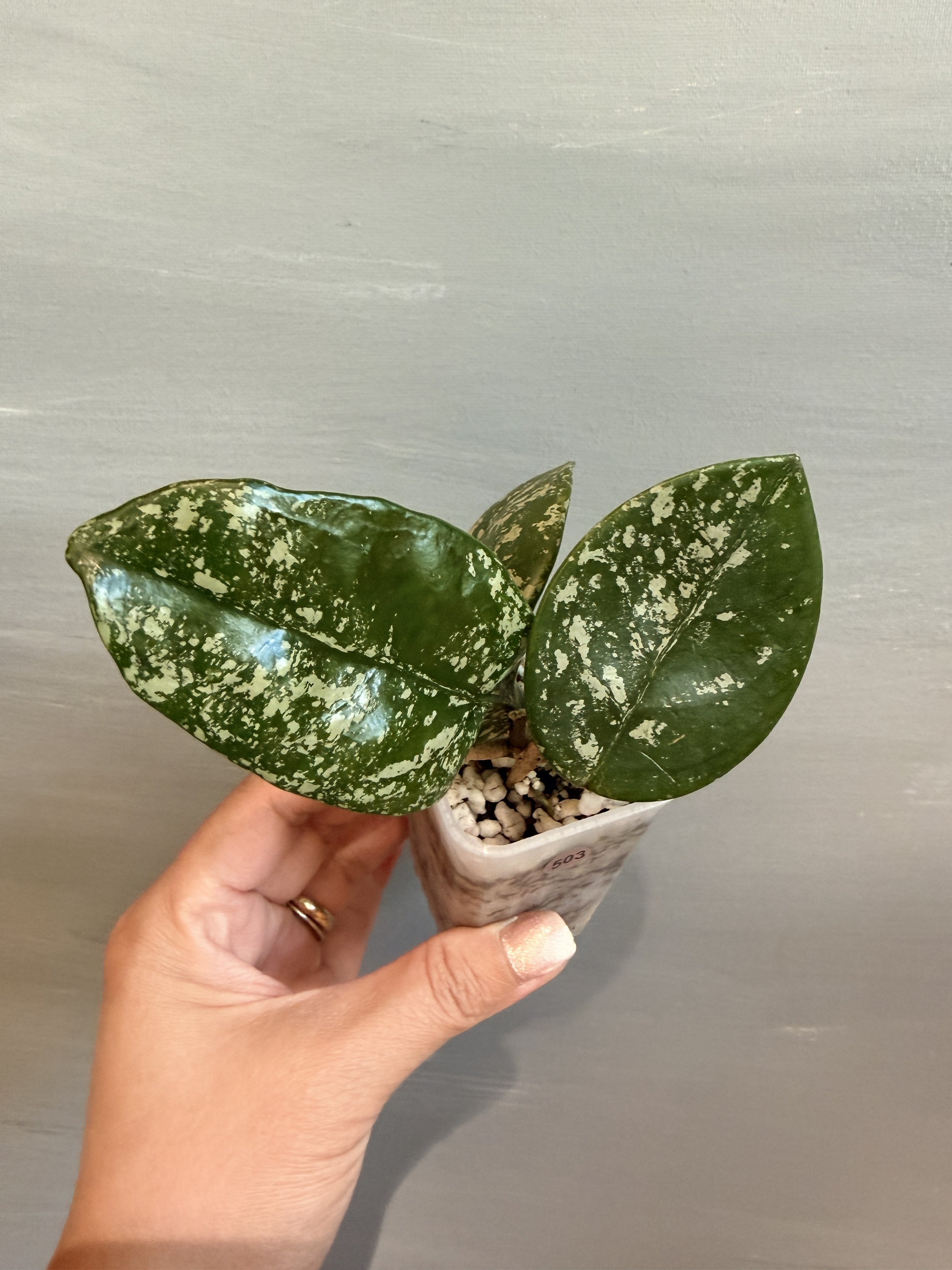 Hoya carnosa 'Freckles Splash' PSP-503