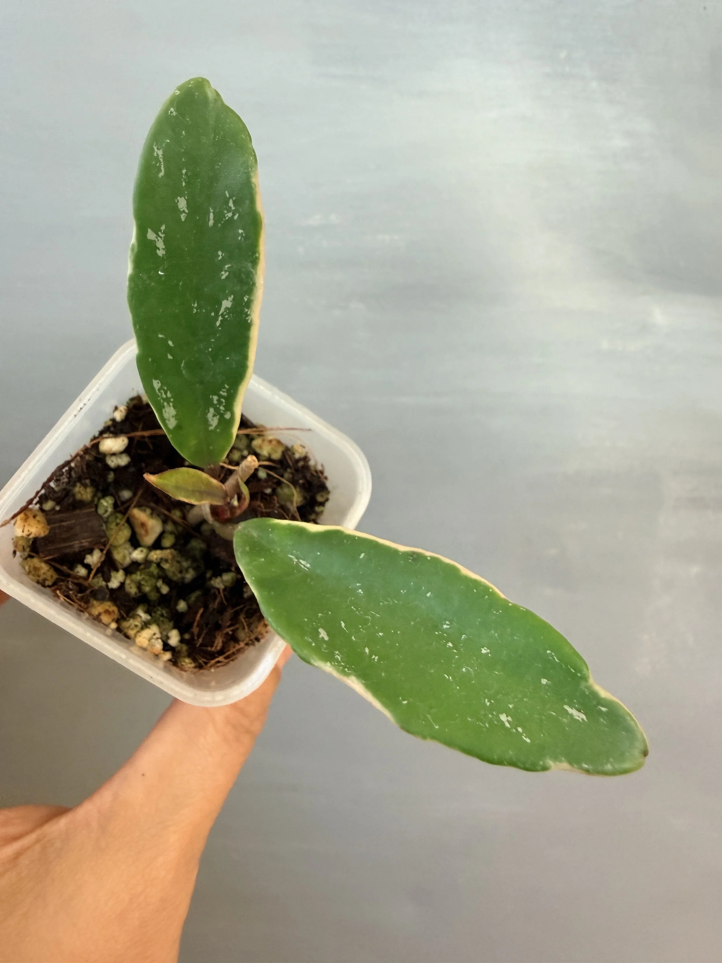 Hoya pubicalyx ‘Royal Hawaiian Purple’ Albo Splash PSP-360
