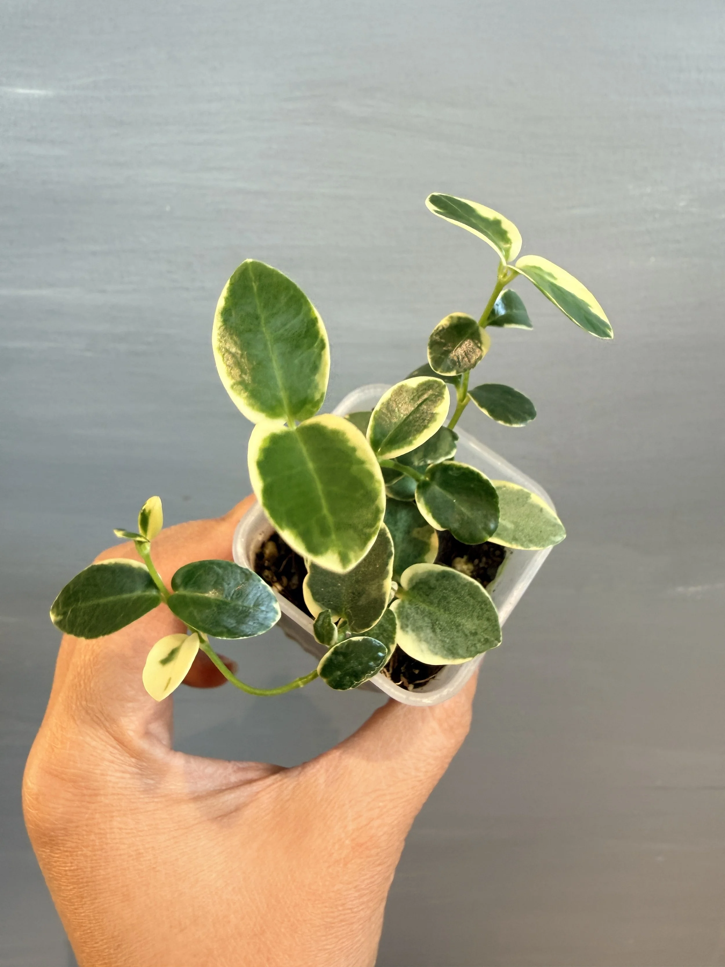 Hoya cummingiana Albo PSP-590