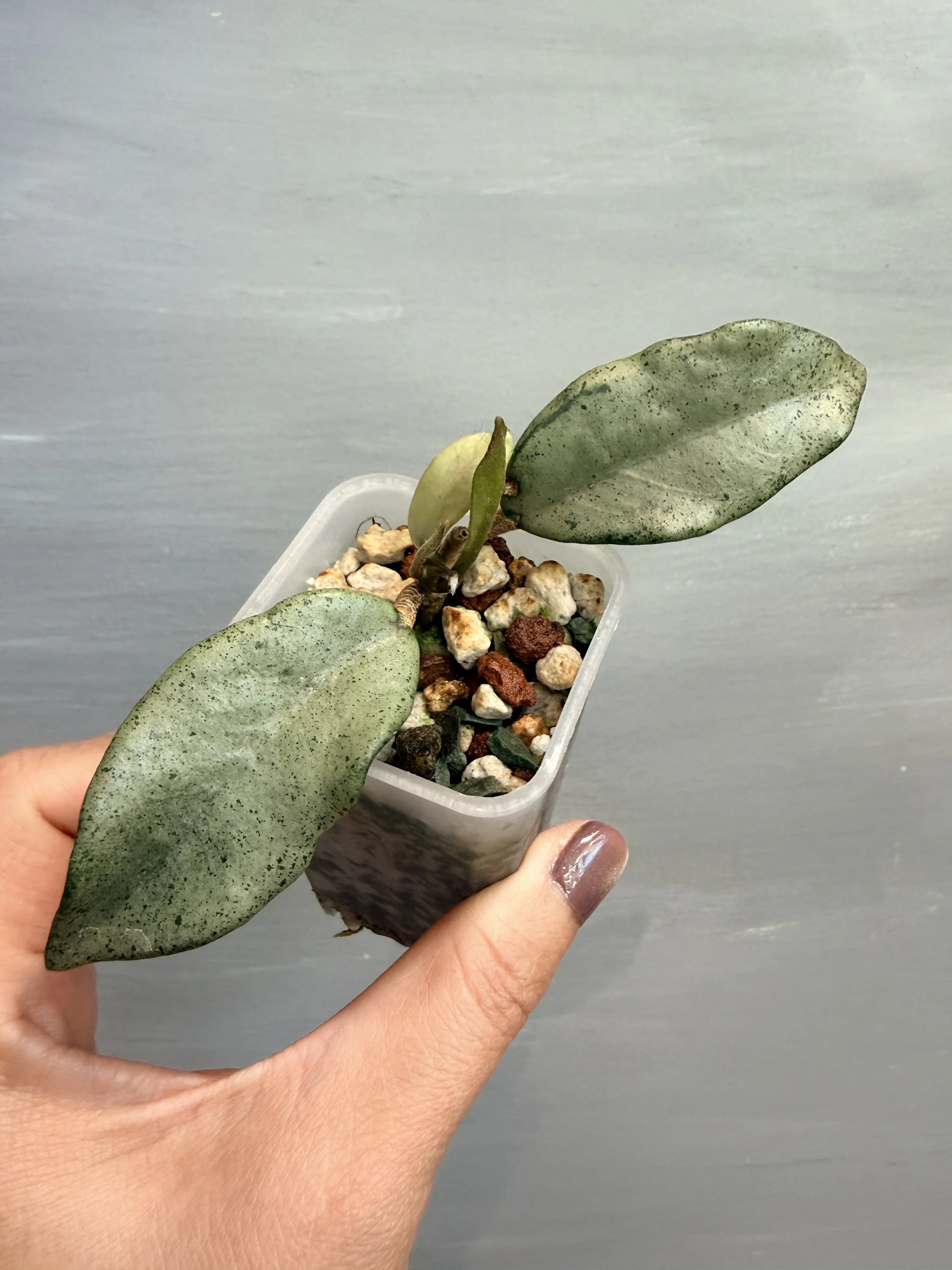 Hoya carnosa ‘Wilbur Graves’ Silver PSP-163