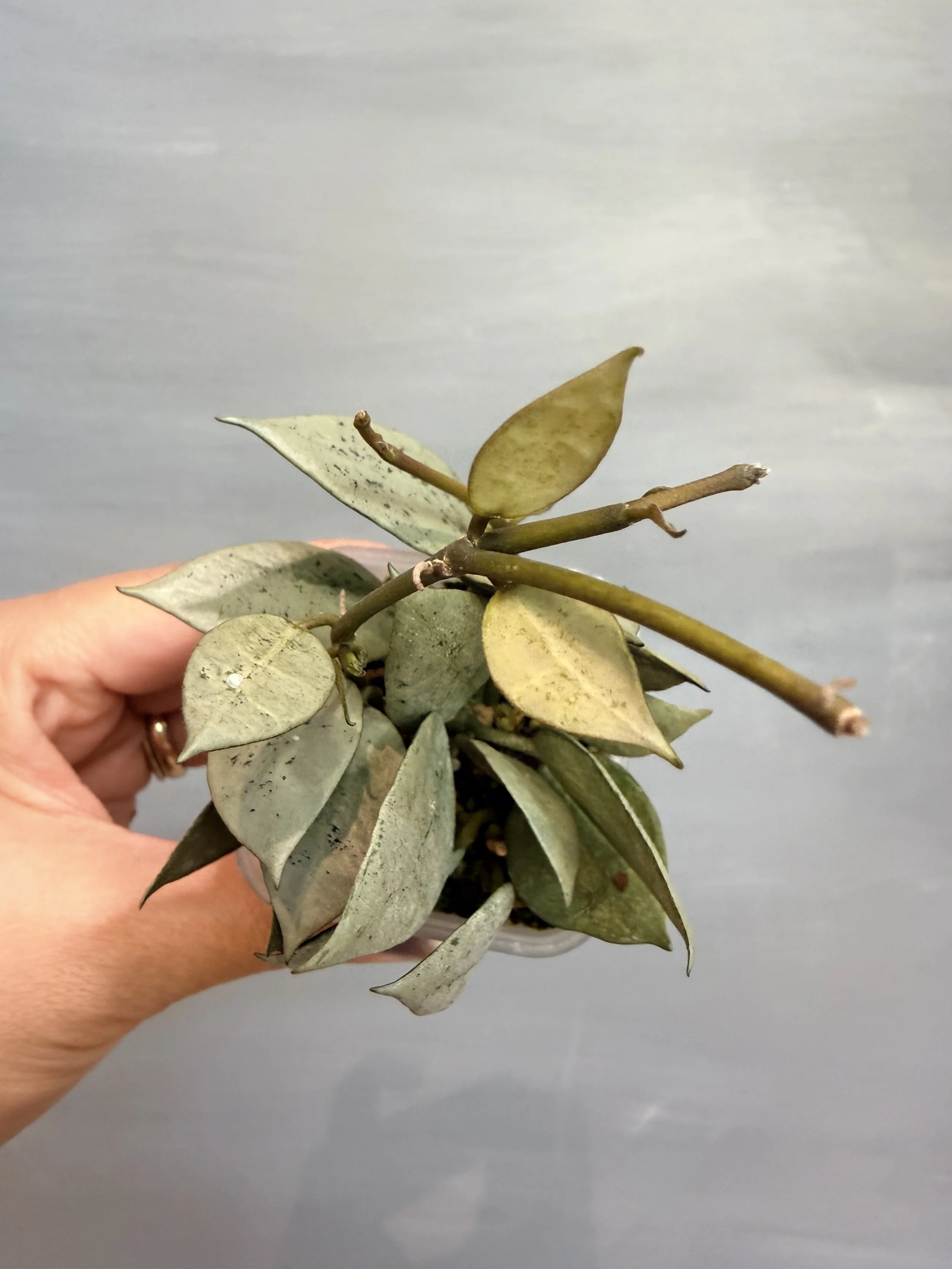 Hoya lacunosa ‘Mint Coin’ PSP-157