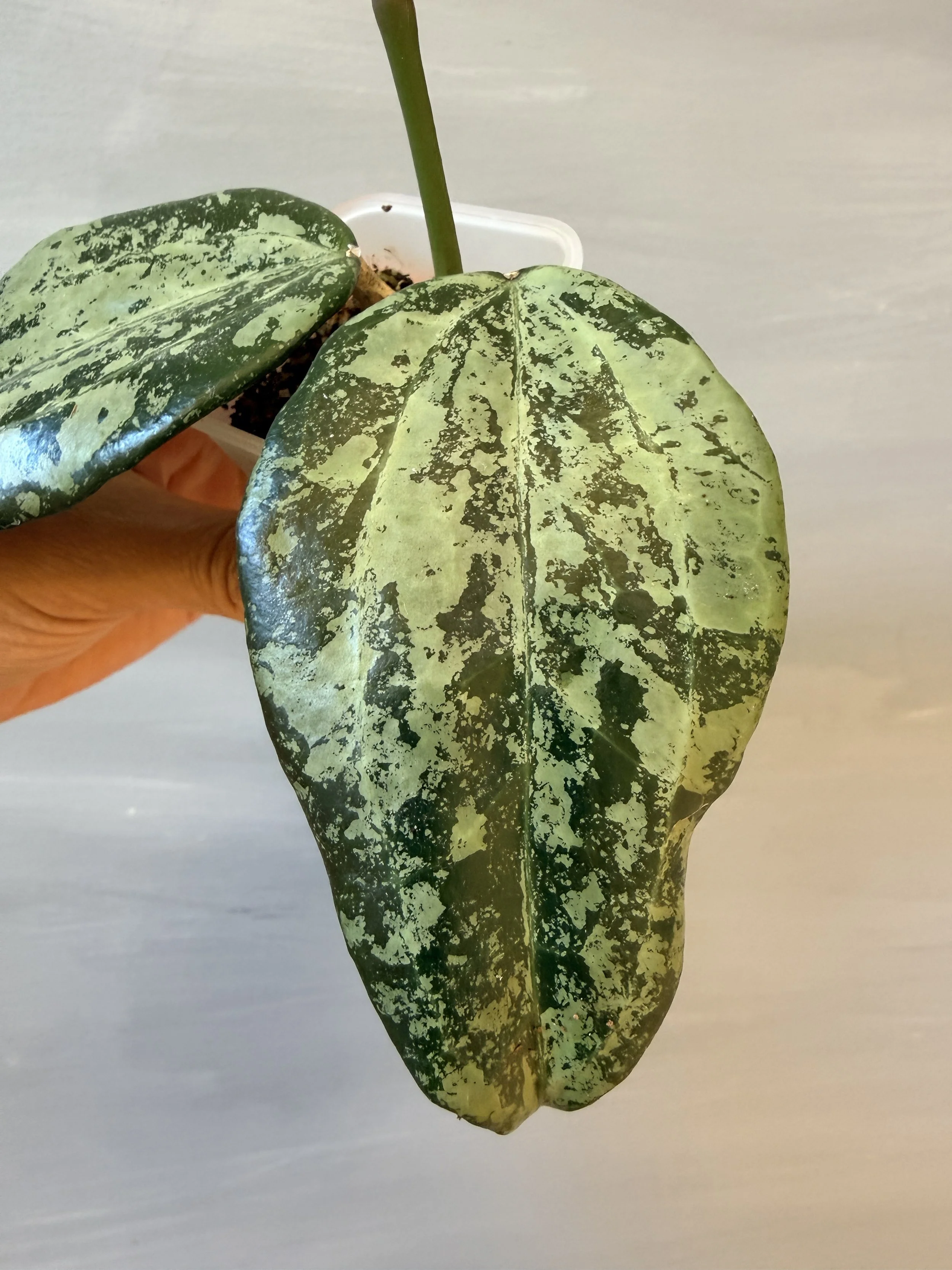 Hoya latifolia Silver Indonesia PSP-583