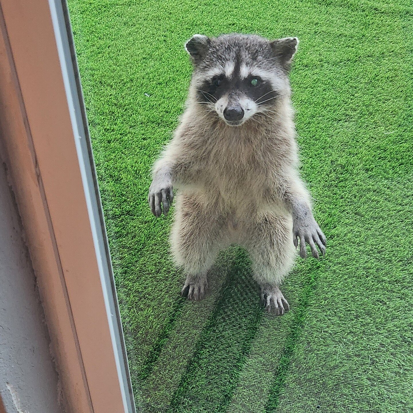 This guy never gives up! Came back 3 times to see what we were cooking.