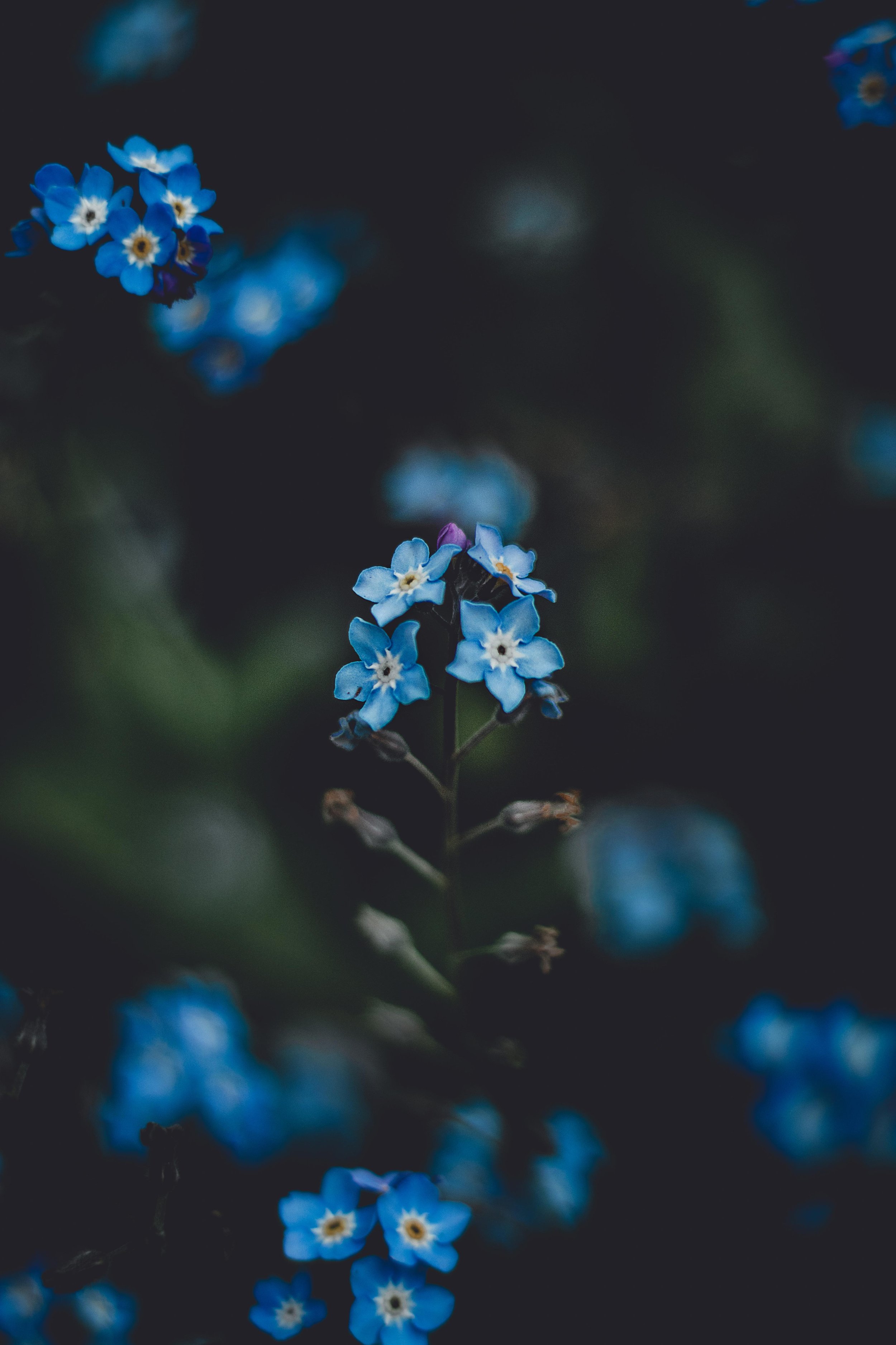 Copy-of-Forget-me-not.jpg