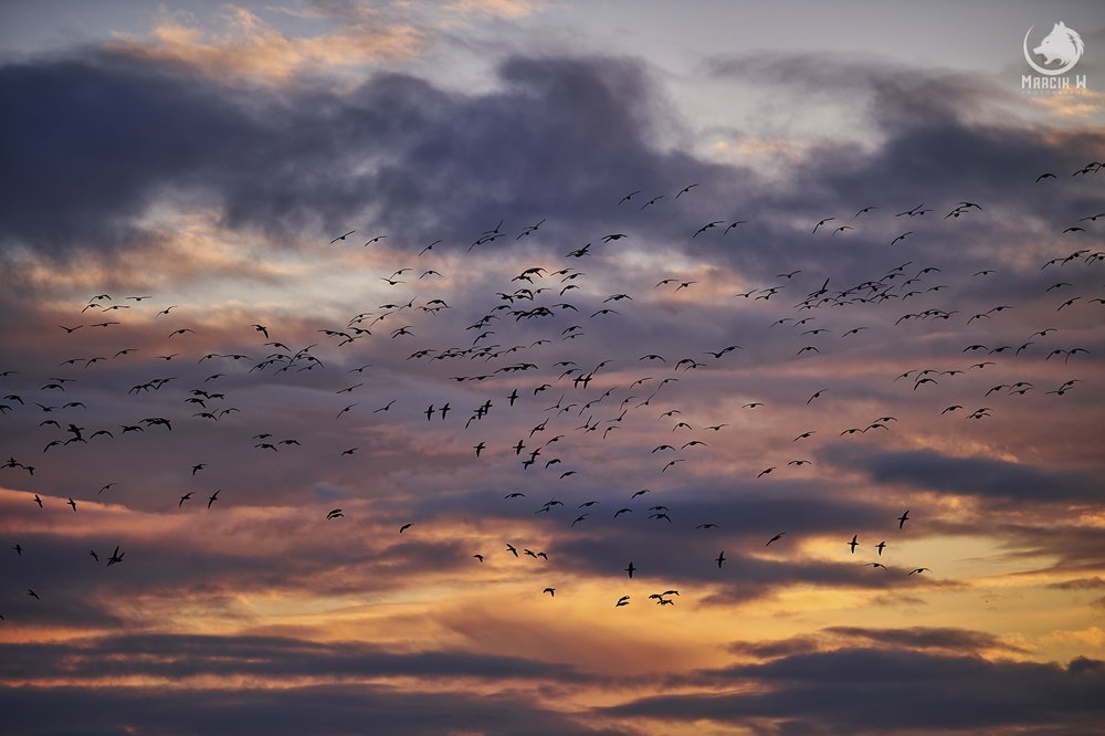 Salterstown_Sunrise_Birds_Marcin_W_Photography 1.jpg