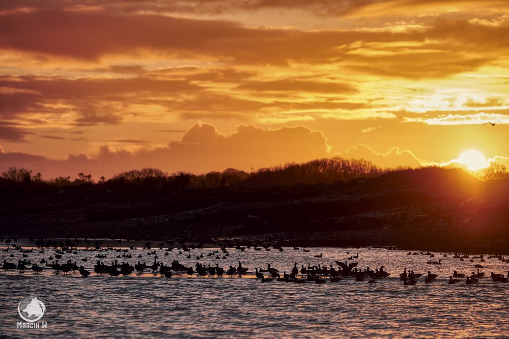 Salterstown_Sunrise_Birds_Marcin_W_Photography 2.jpg