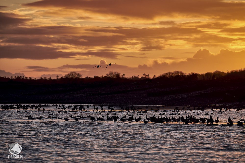 Salterstown_Sunrise_Birds_Marcin_W_Photography 3.jpg