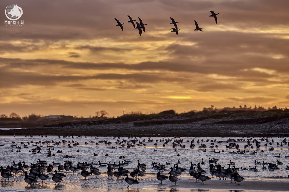 Salterstown_Sunrise_Birds_Marcin_W_Photography 4.jpg