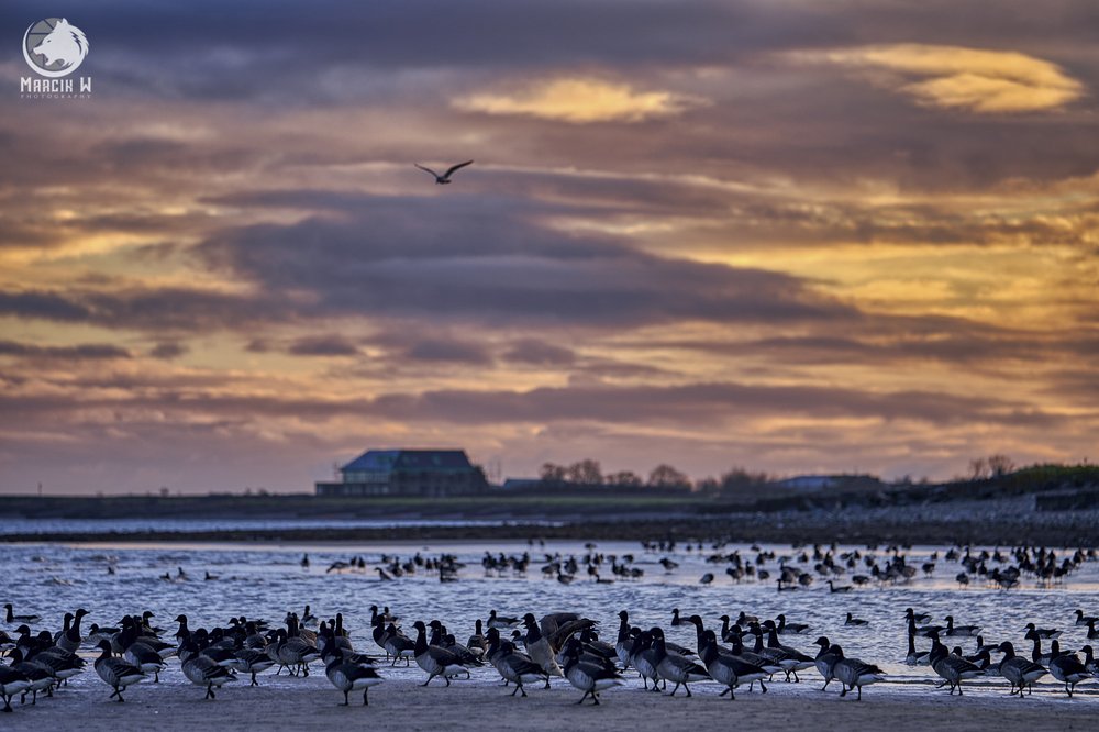 Salterstown_Sunrise_Birds_Marcin_W_Photography 7.jpg