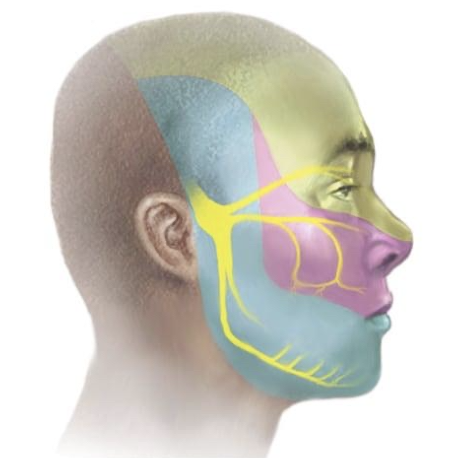 trigeminal
