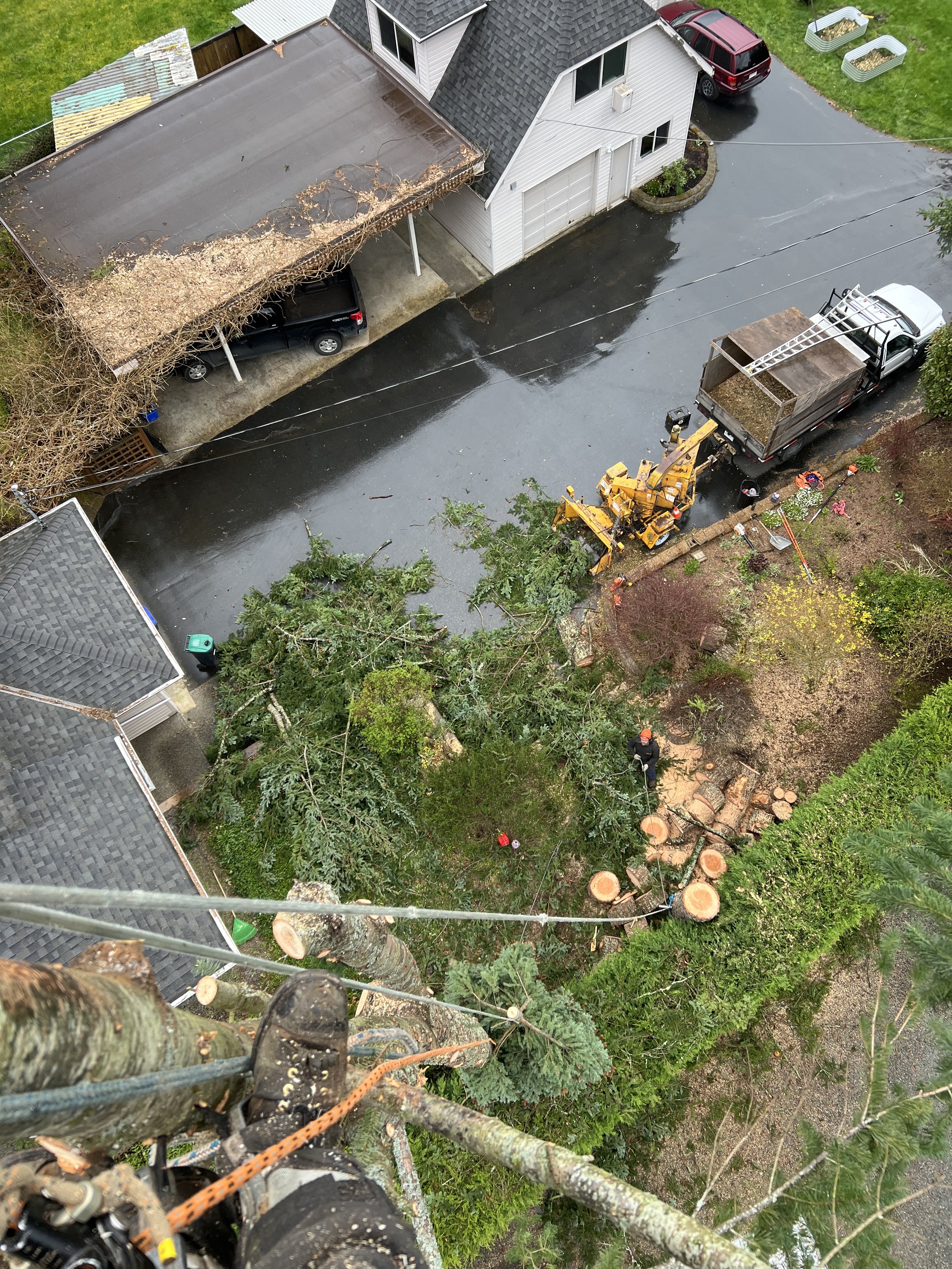 Technical Tree Removal