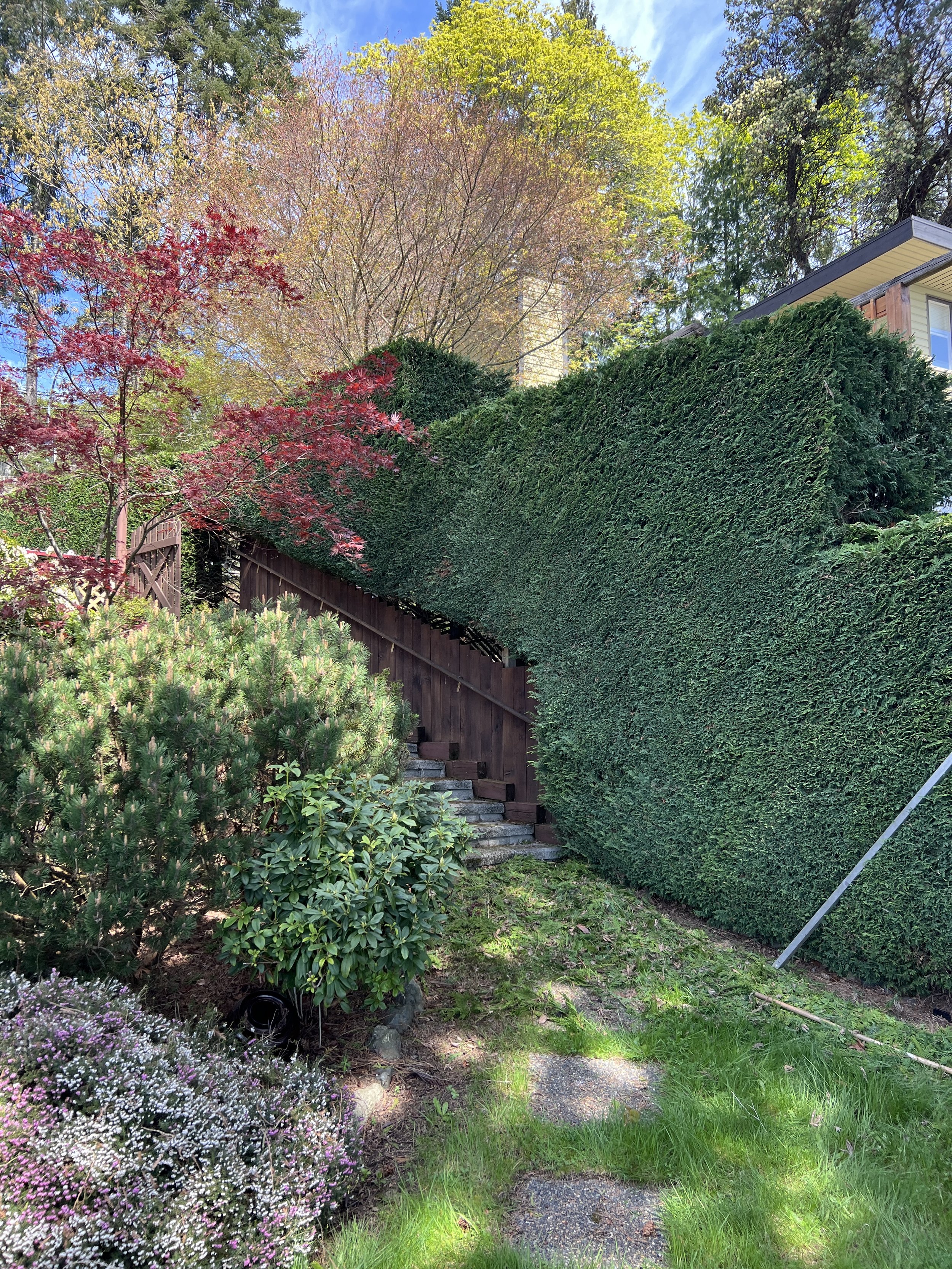 Hedge Trimming