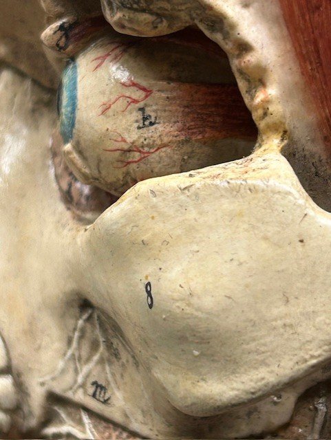 anatomical_3.jpg