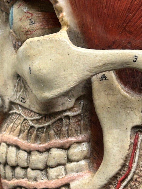 anatomical_6.jpg
