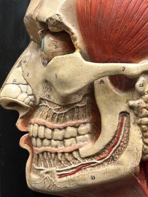 anatomical_2.jpg