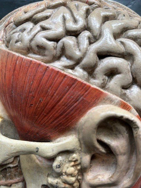 anatomical_5.jpg