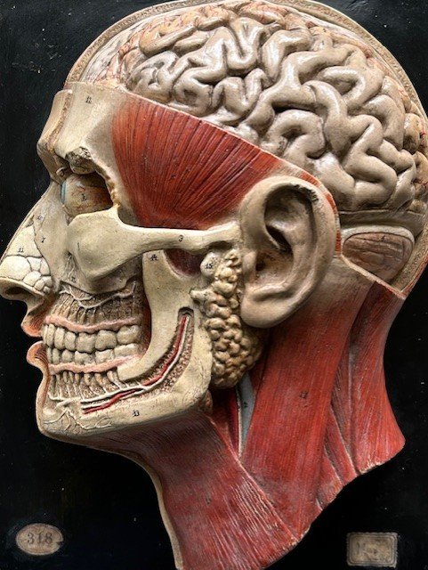 anatomical_7.jpg