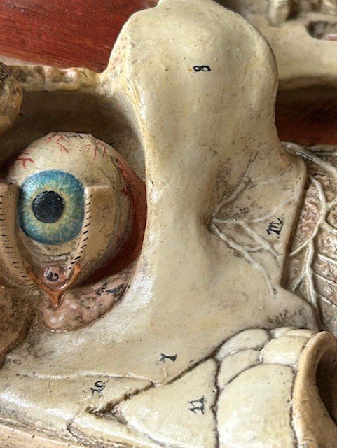 anatomical_1.jpg