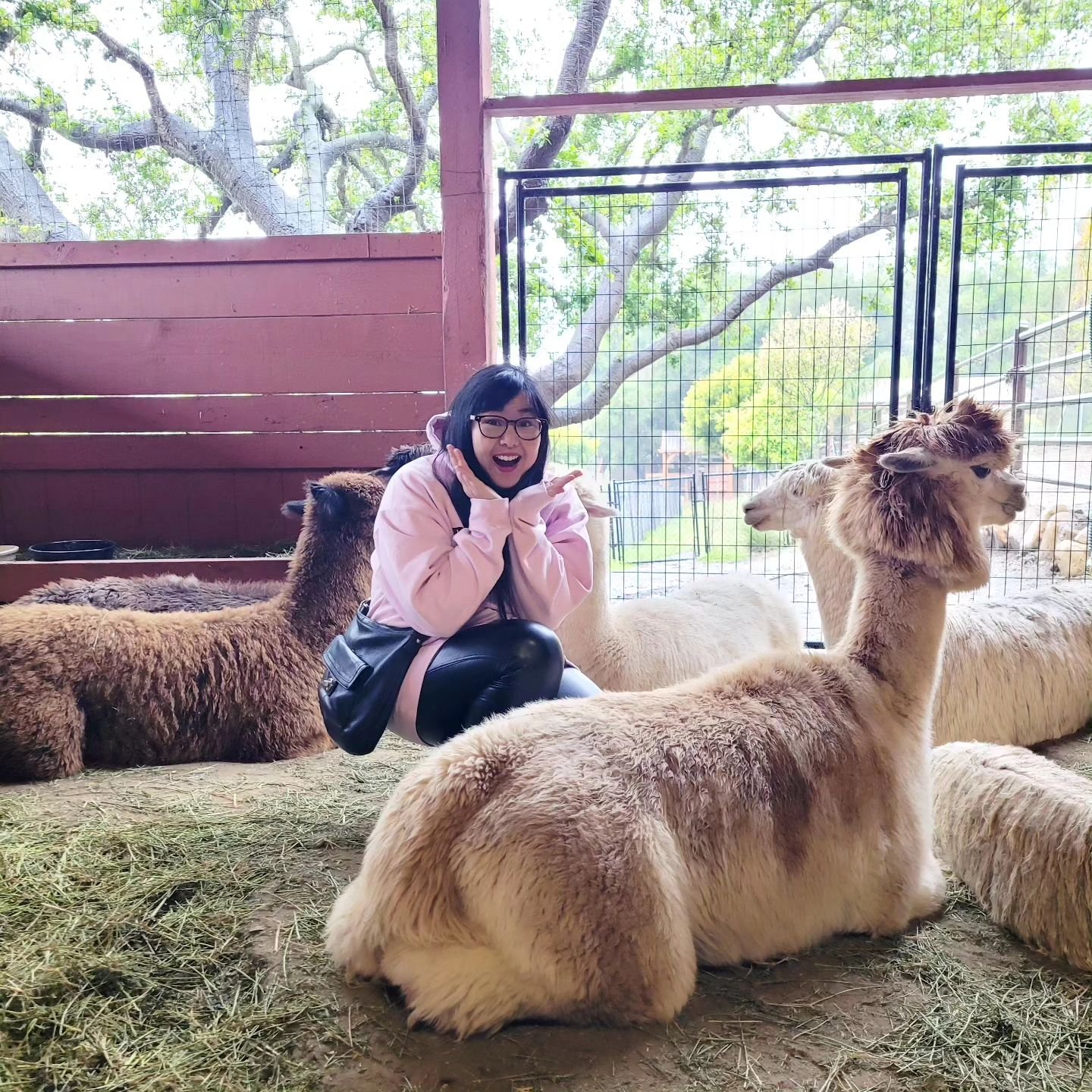 Visited the @canzellealpacas farm... if anyone wants to go, alpaca bag and llama go with you.

Just wanted to give awareness to this great place! 

If you're spittin' for a good time, come here! They wool be fleeced to meet you!!! :::joke drums:::

P