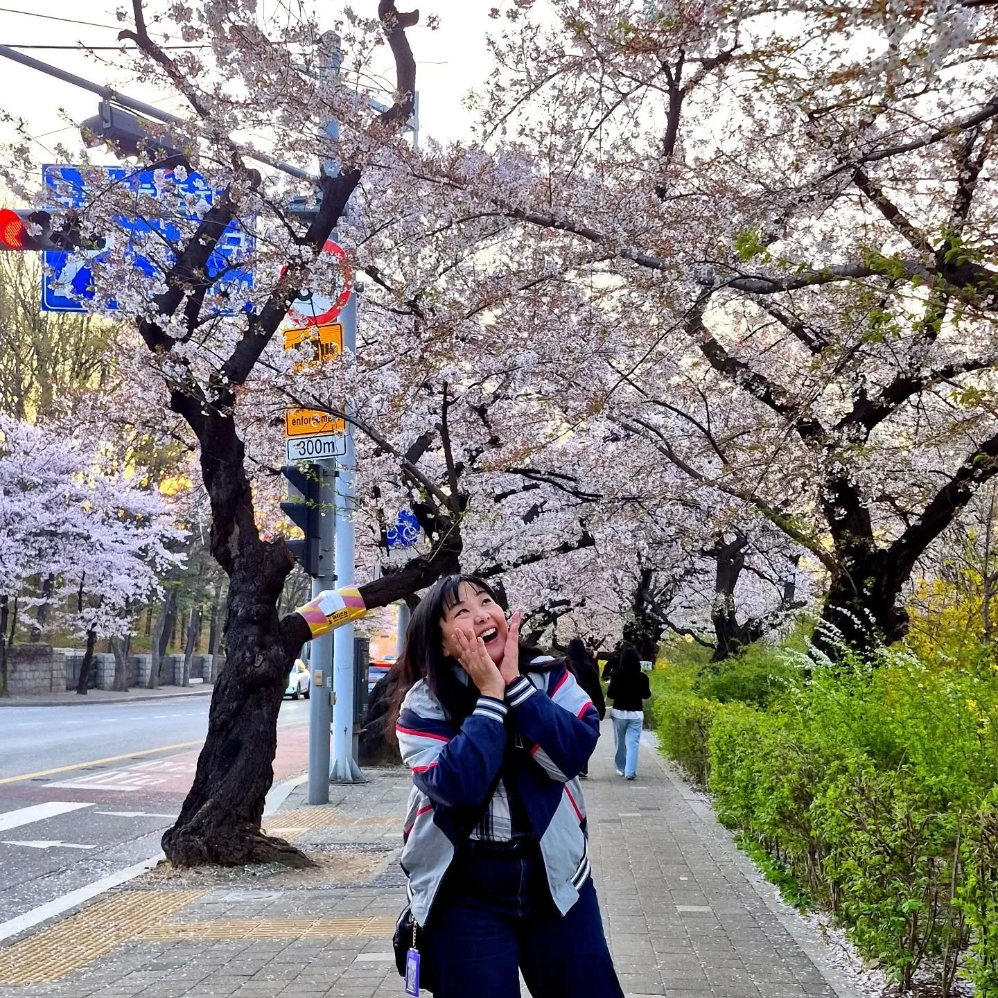 Got to see the Cherry Blossoms while in Seoul.  Perfect timing.