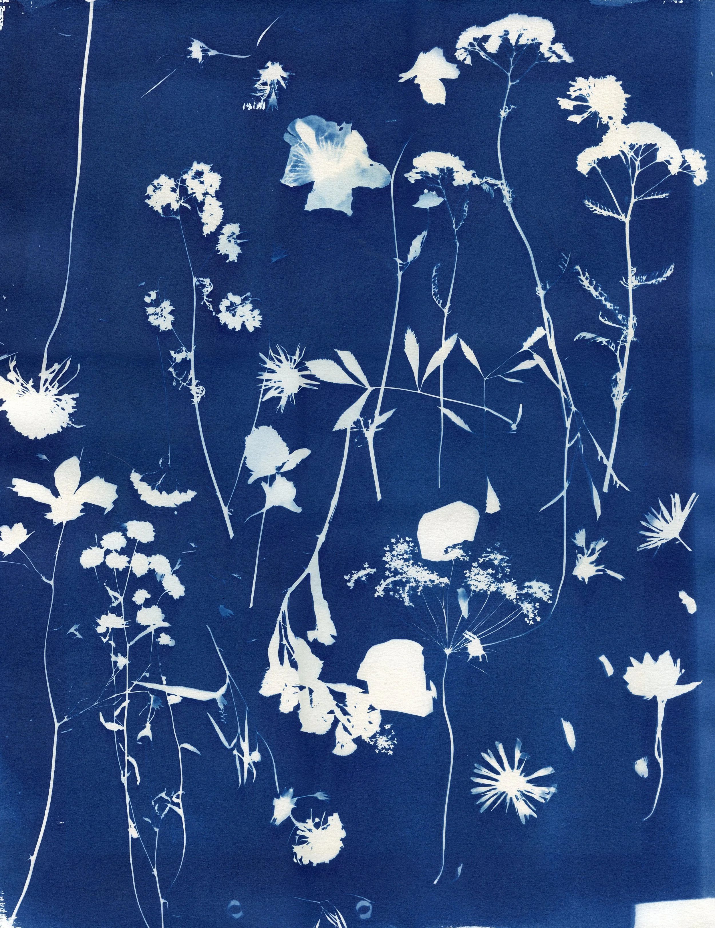 Cyanotype Workshop