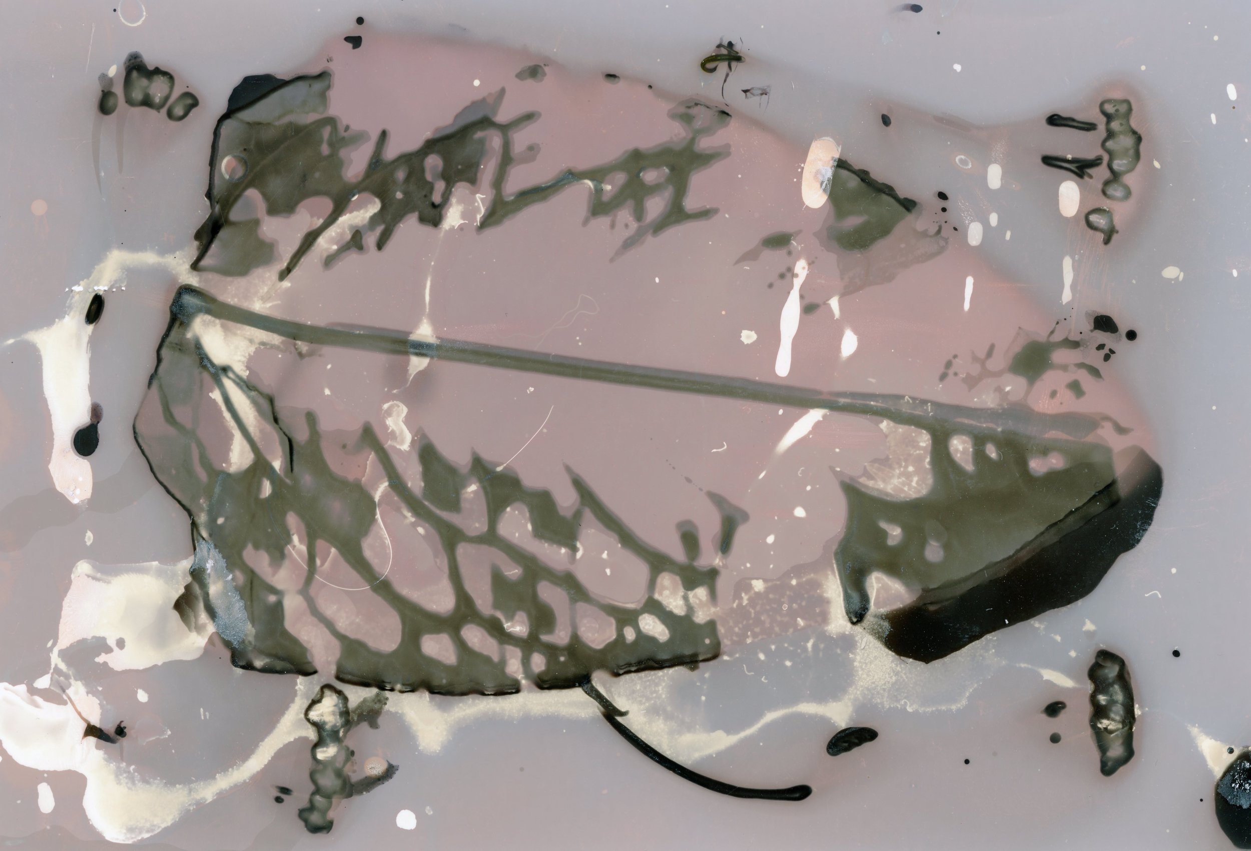 Sun-printing with Plants