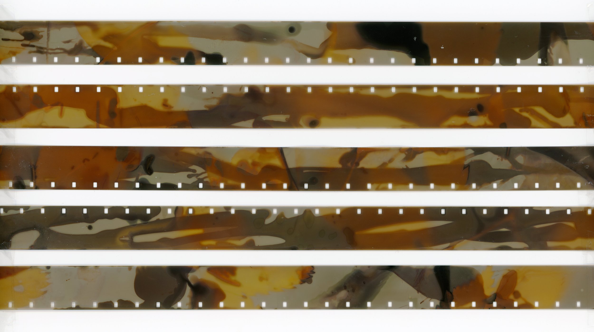 13_DB Phytograms - July 23 - 45m.jpg