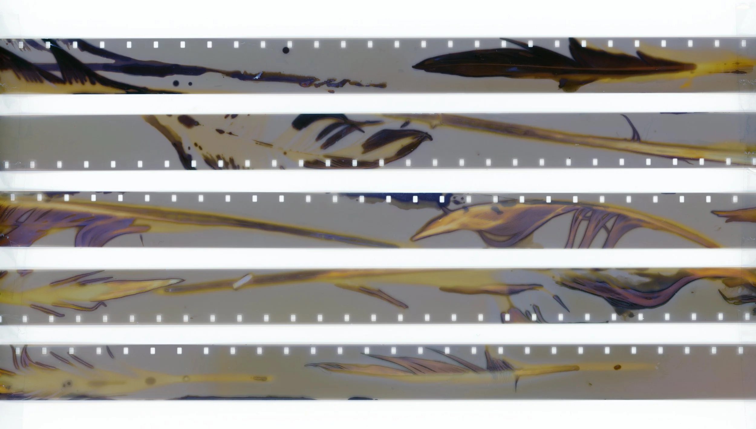 16_DB Phytograms - July 23 - 45m.jpg