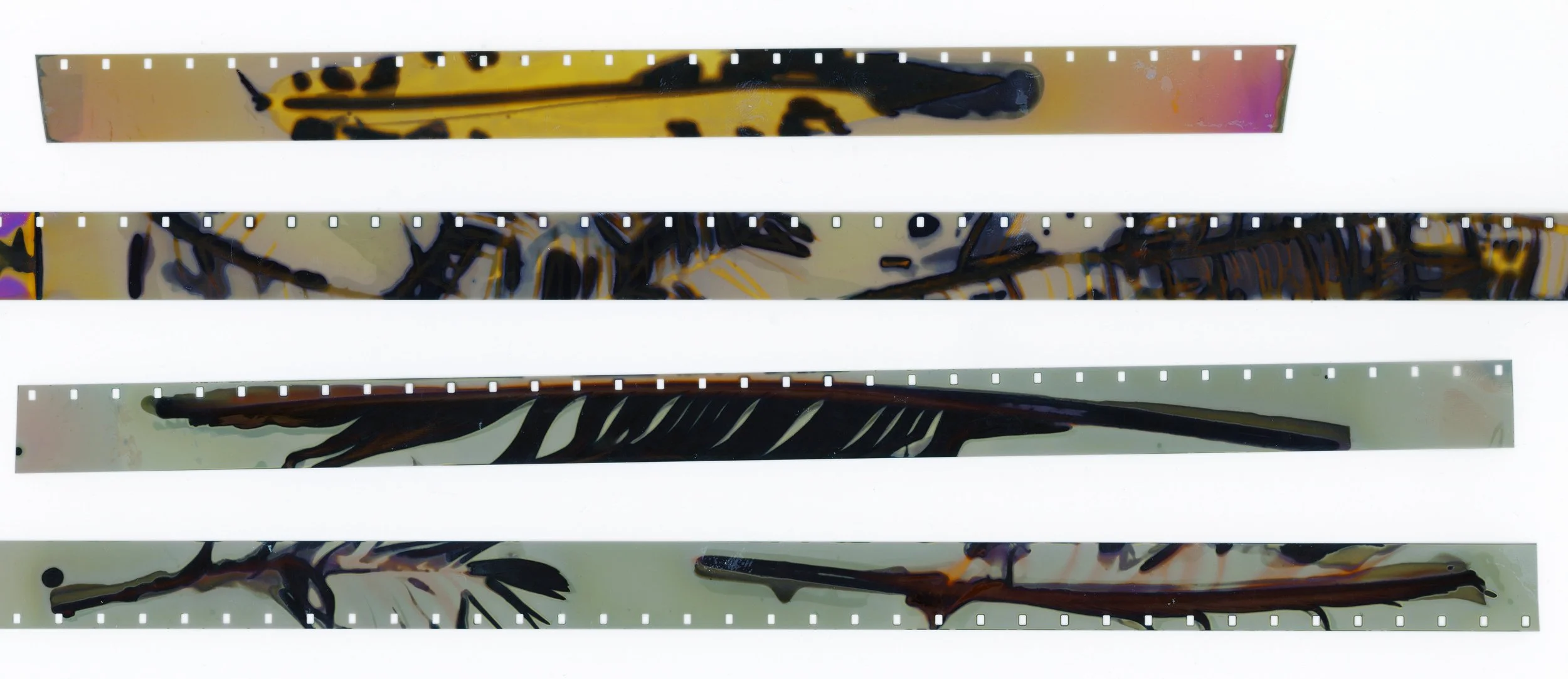 July @ 12:07pm. (Overcast) Exposed for 1 hour. Regular fix. Feathers.