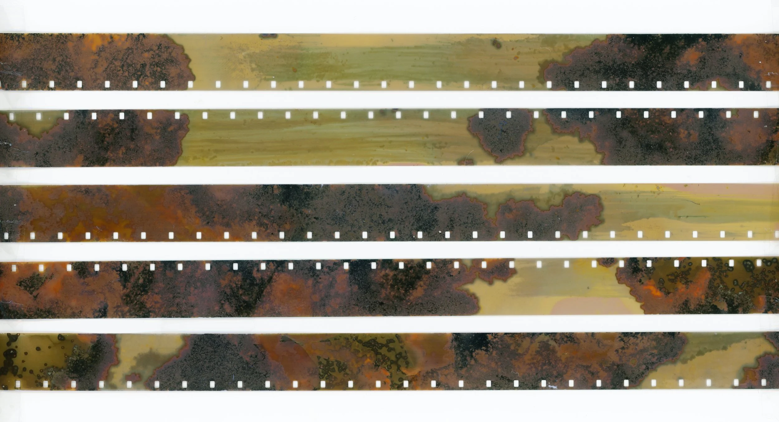 19_DB Phytograms - July 25 - 25m.jpg