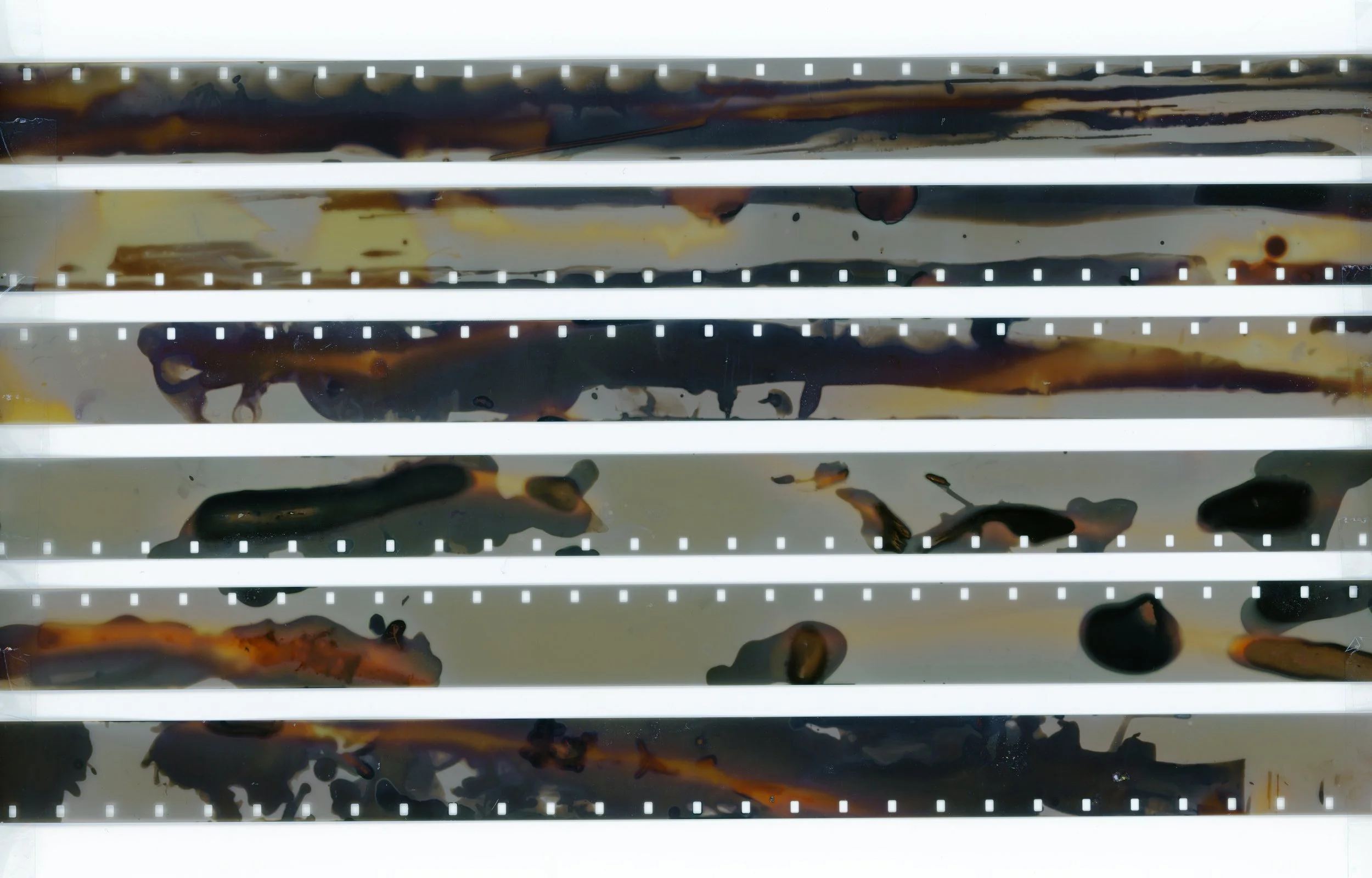 14_DB Phytograms - July 23 - 40m.jpg